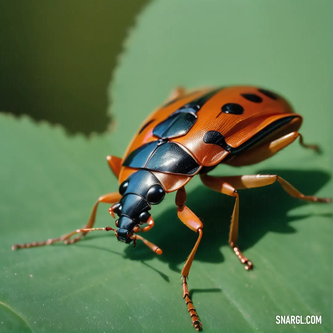 Close up of a bug on a leaf with a shadow of a leaf behind it