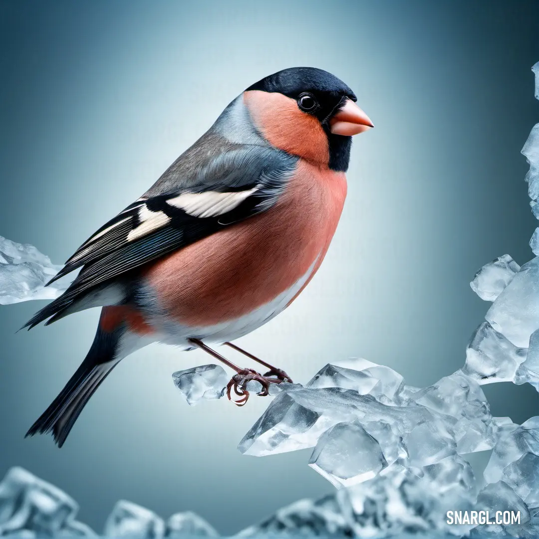 Bullfinch on a piece of ice with a blue background and a blue sky behind it
