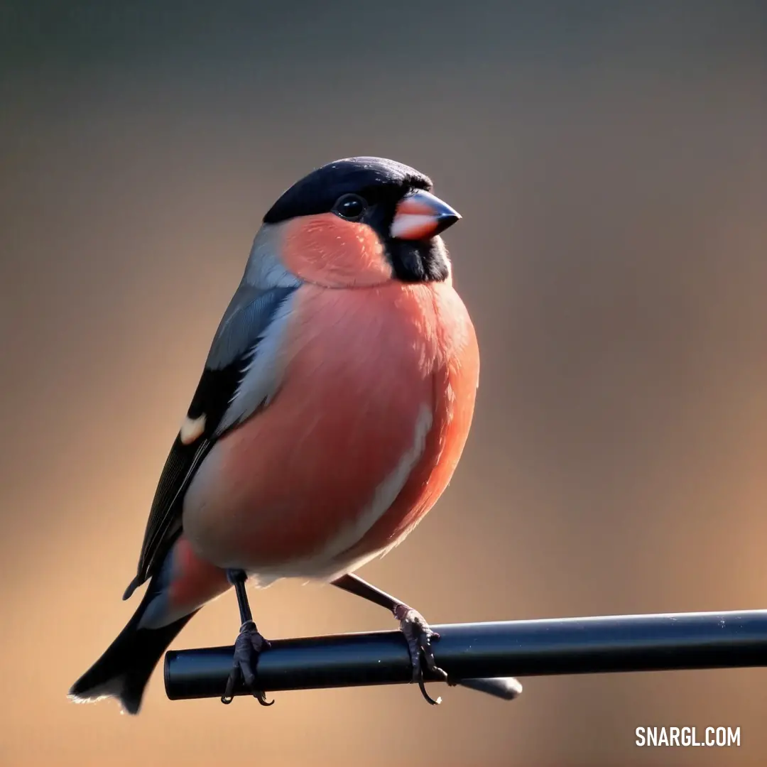 Bullfinch on a wire with a blurry background behind it