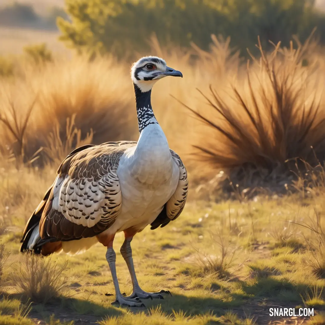 Bustard standing in a field of grass and weeds with a bush in the background