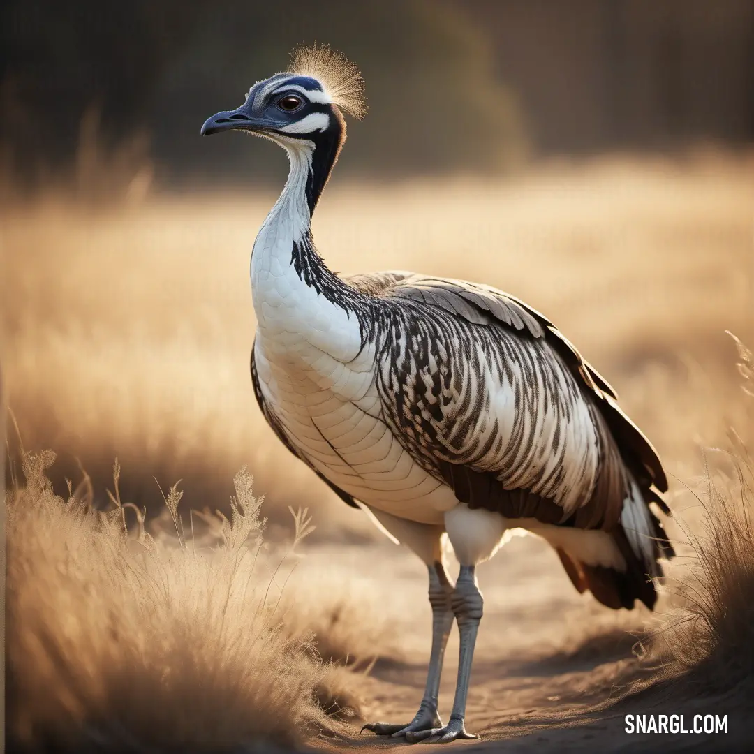 Large Bustard standing on a dirt road in a field of grass and weeds with a blurry background