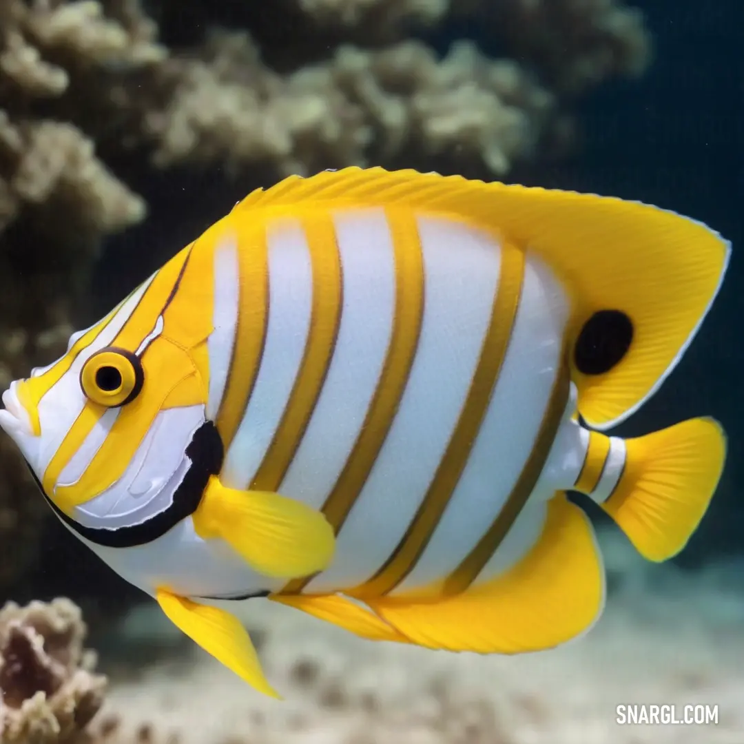 Yellow and white fish with a black stripe on its face