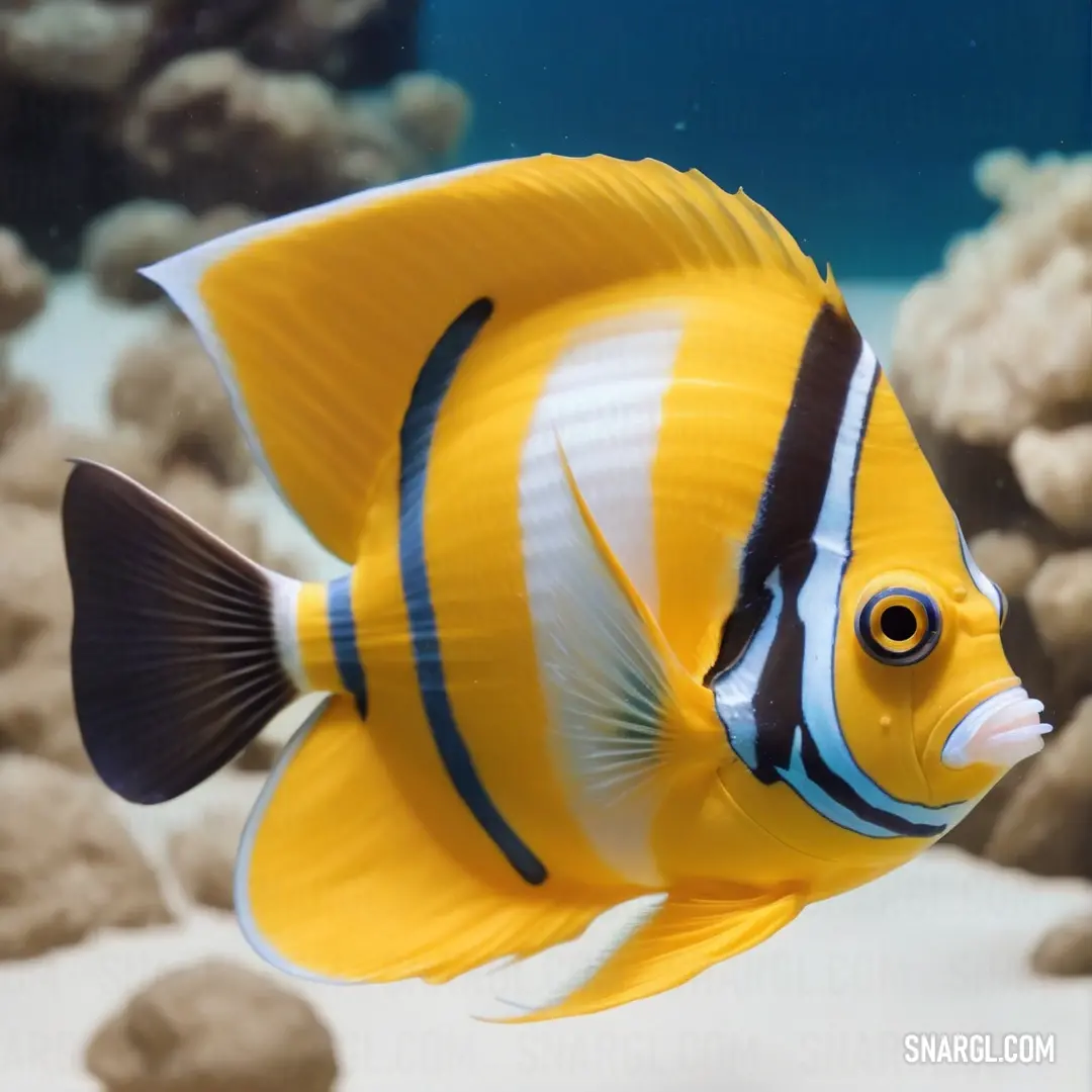 Yellow fish with black stripes swimming in an aquarium with rocks and water around it and a blue sky