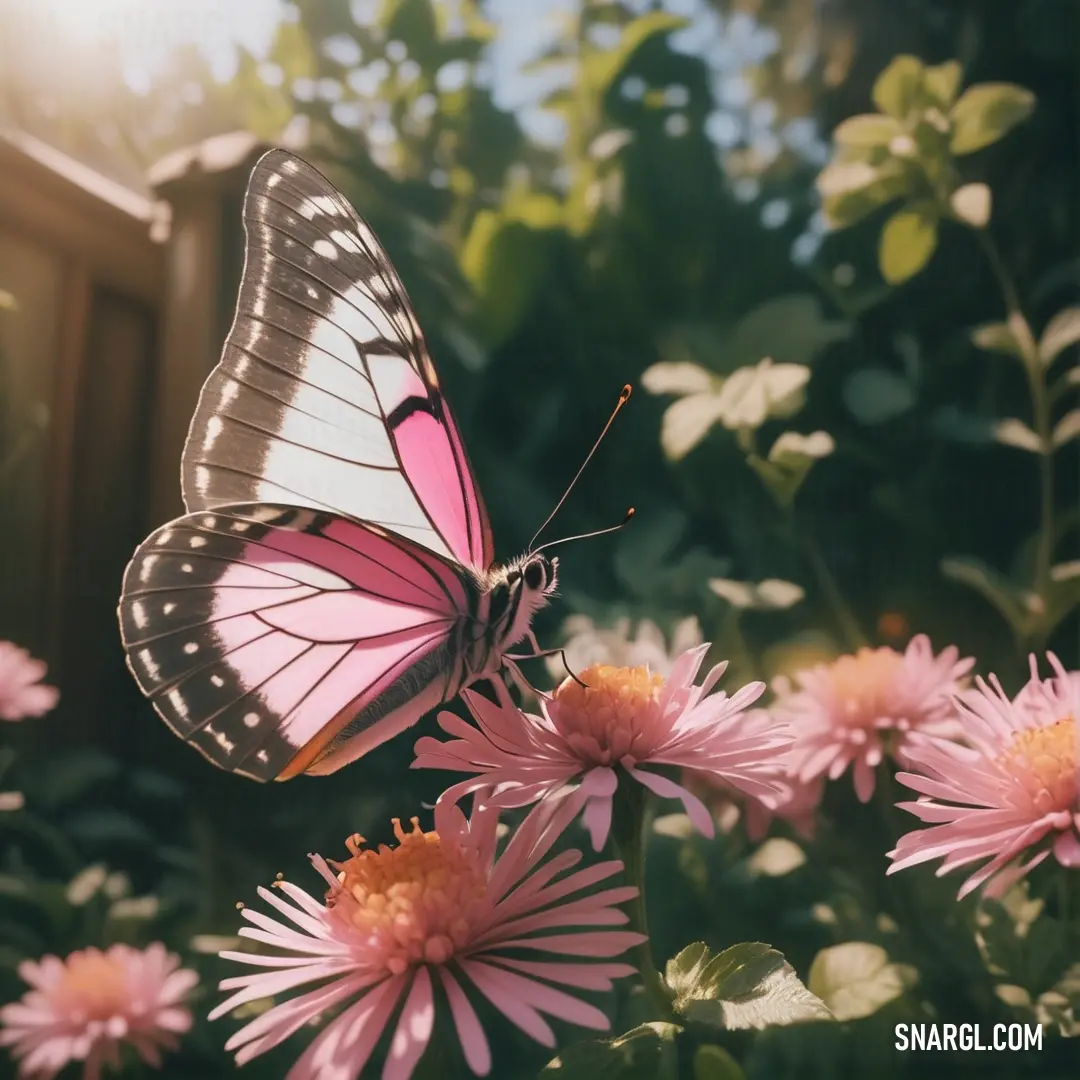 Butterfly is on a pink flower in the sun light of the day, with a blurry background