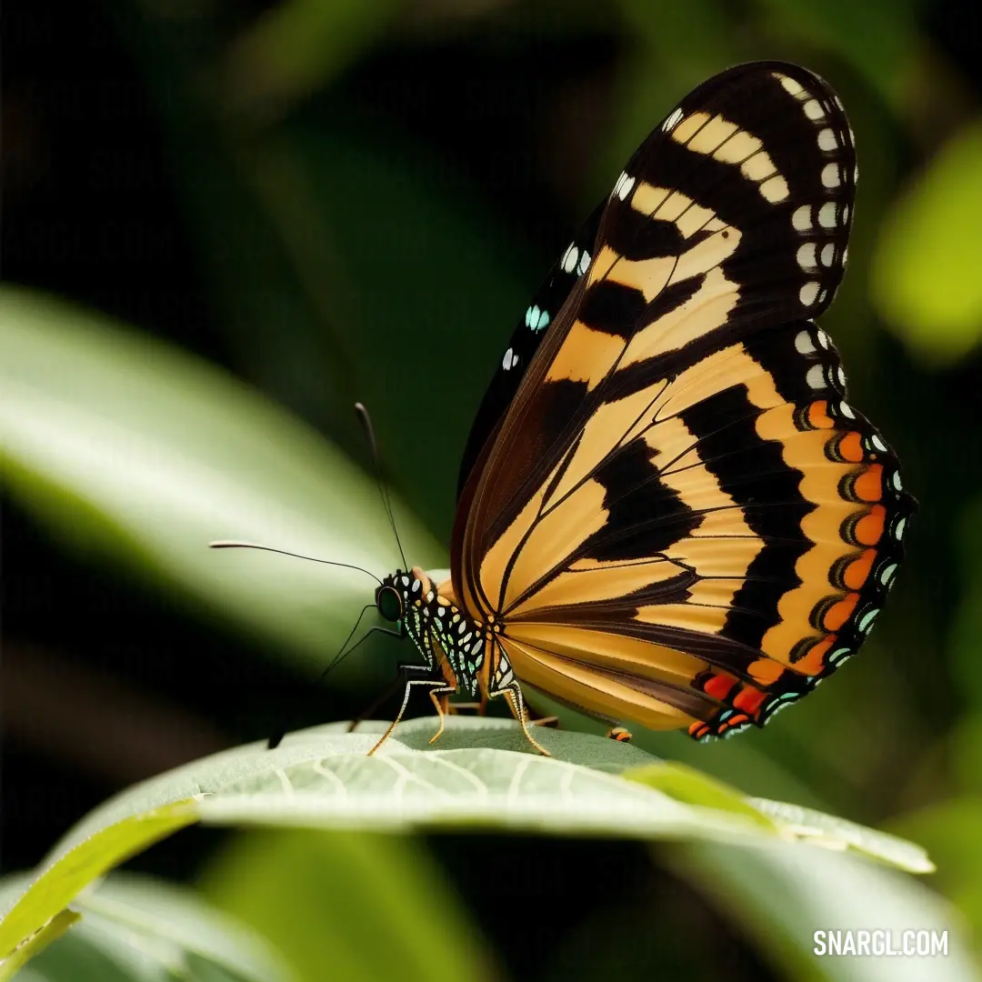 Butterfly with a black and yellow stripe on its wings on a leaf with green leaves in the background
