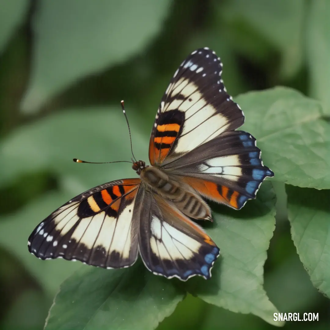 Butterfly with orange and black wings on a leafy plant with green leaves in the background