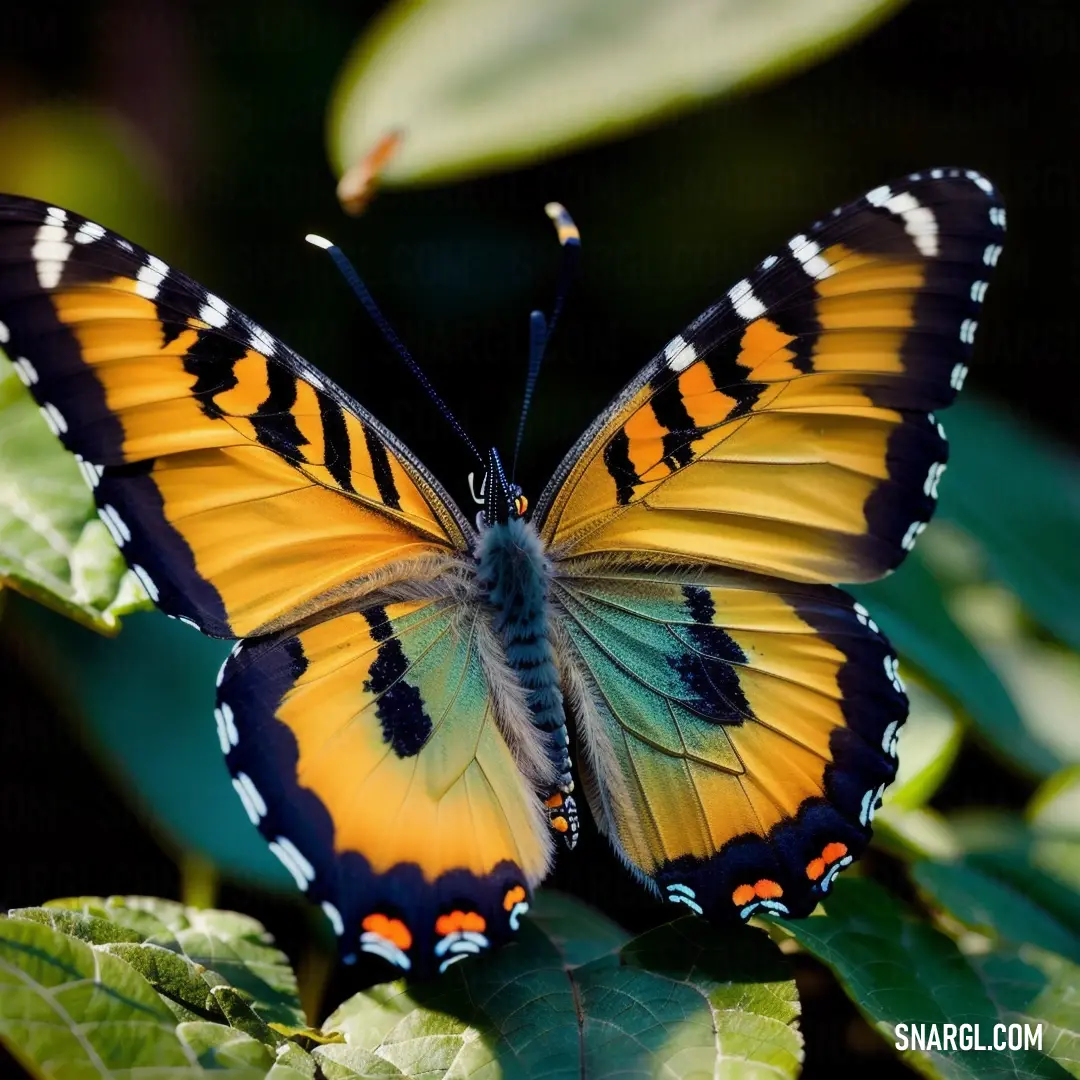 Butterfly with orange and black wings on a leafy branch with green leaves in the background