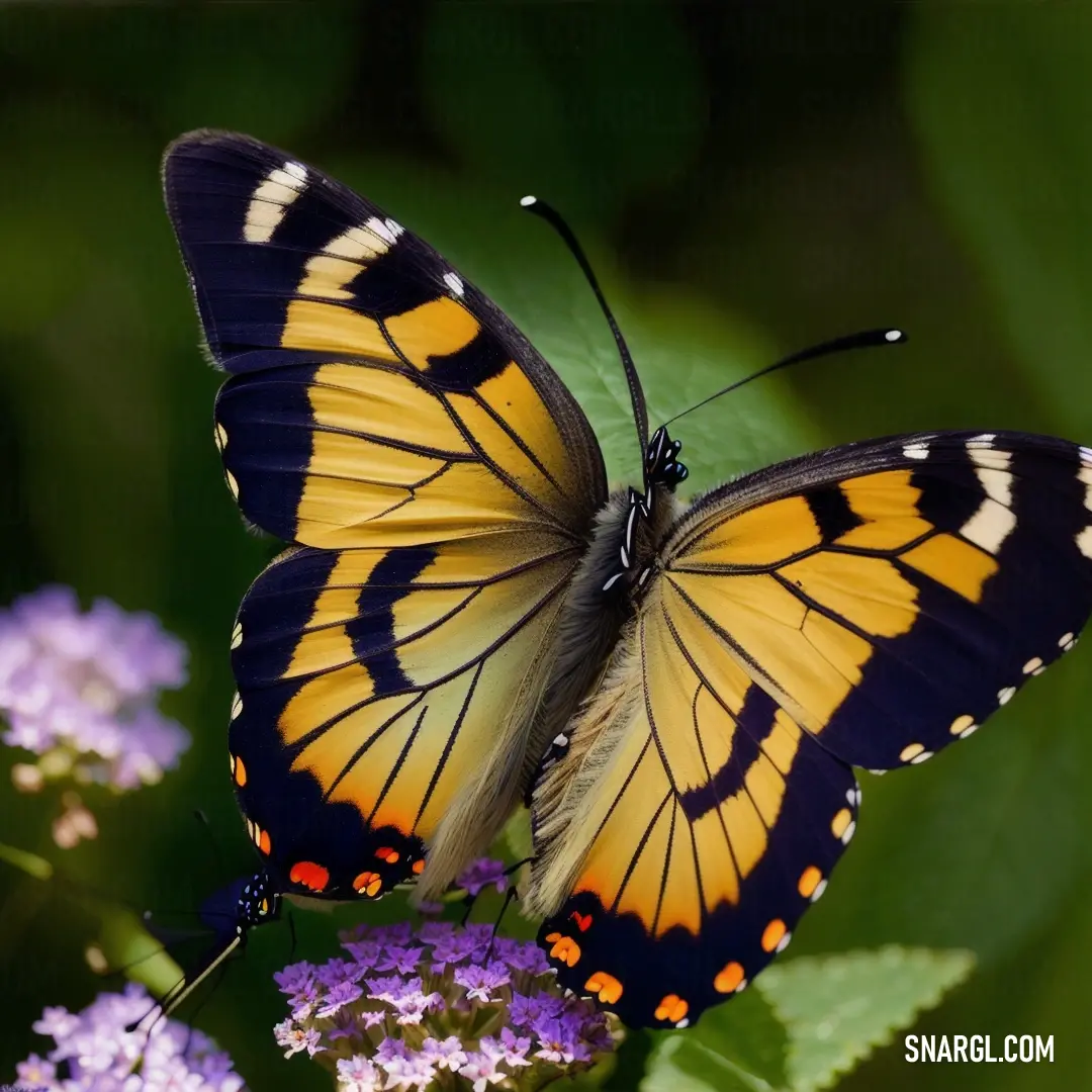 Butterfly with yellow and black wings on a purple flower with green leaves and purple flowers in the background