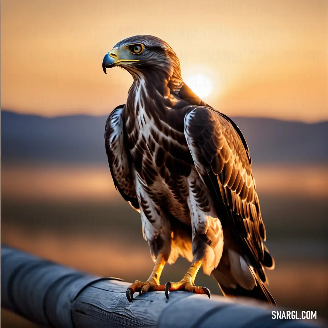 Buzzard of prey on a fence post at sunset with the sun in the background