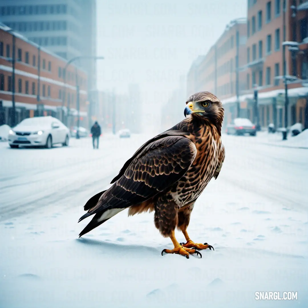 Buzzard of prey standing on a snowy street in a city area with buildings in the background
