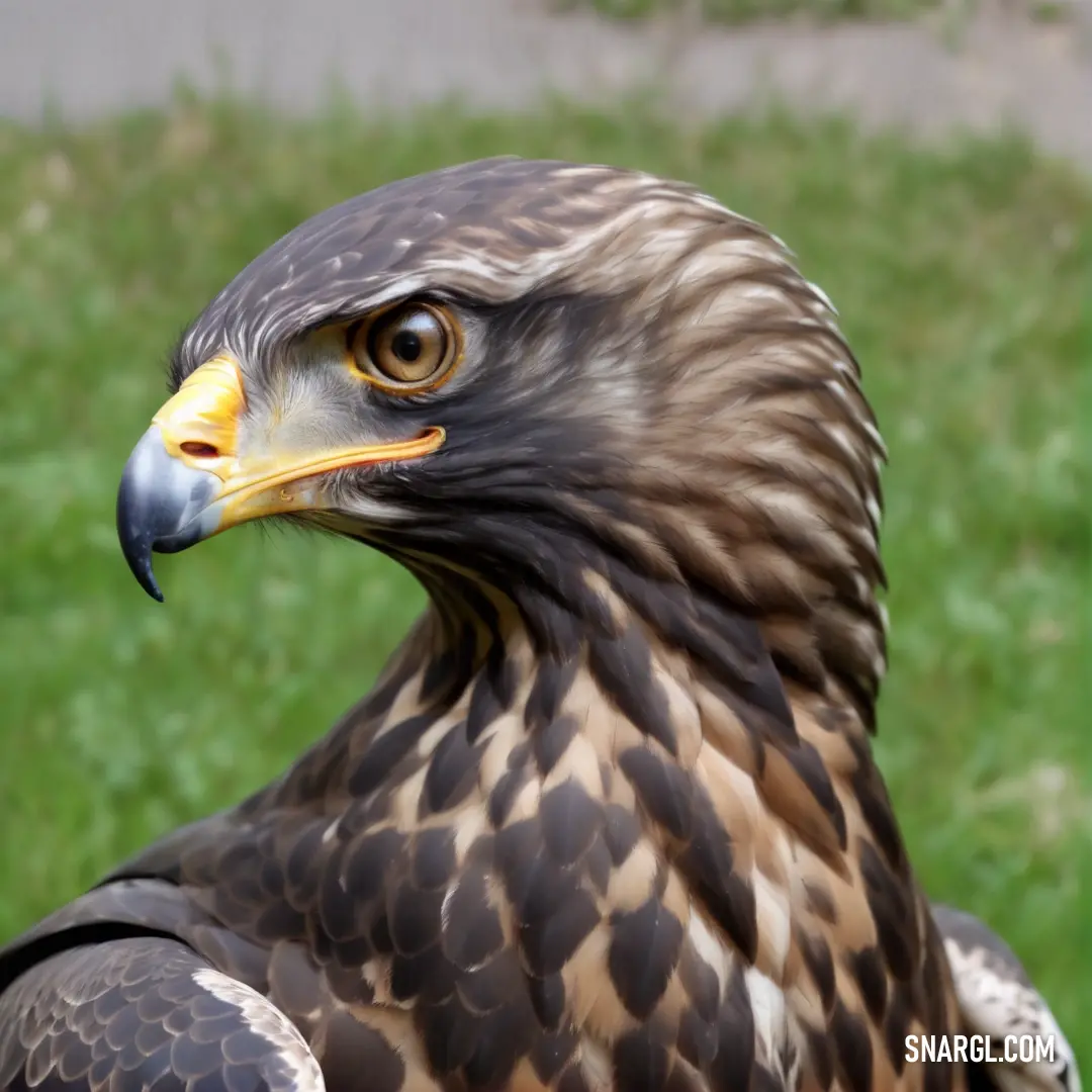 Close up of a Buzzard of prey on a grass field with a sidewalk in the background