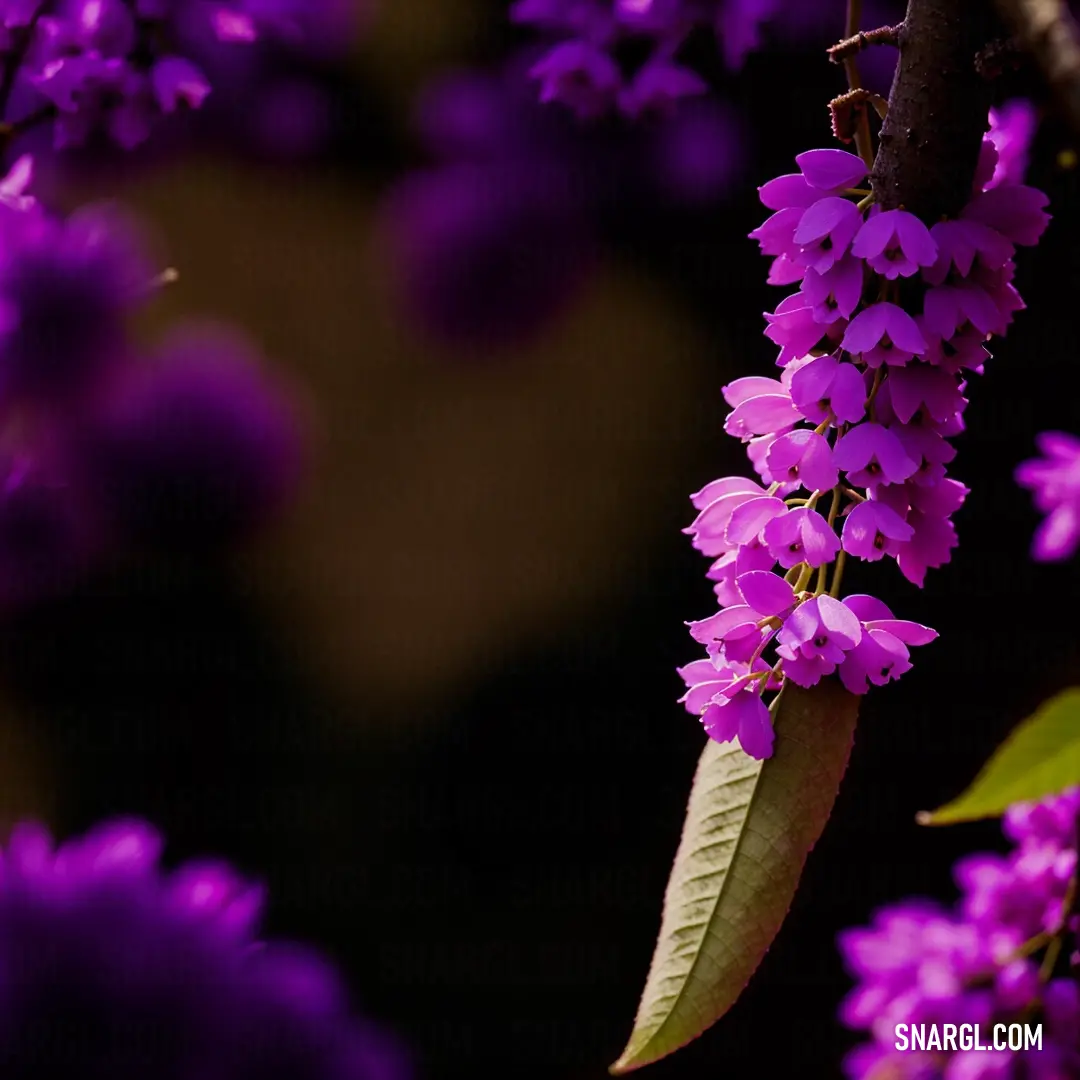 Bunch of purple flowers that are on a tree branch in the sun light of the day