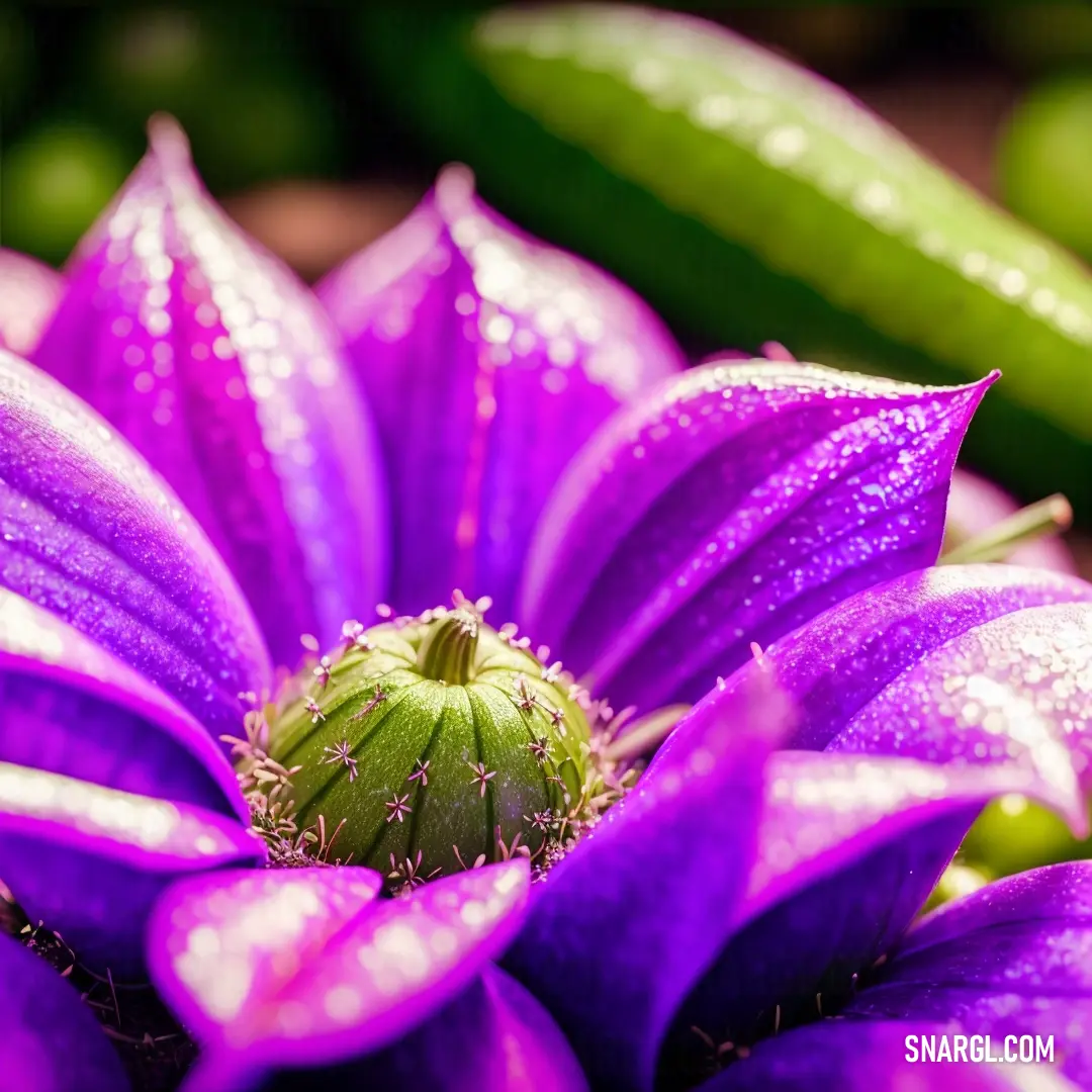 Purple flower with a green stem and a green pea pod in the background with water droplets on it