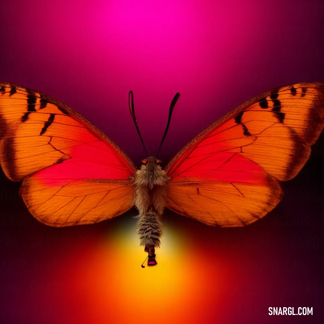 Butterfly with orange wings and a pink back ground with a red and yellow wing and a black back ground with a pink