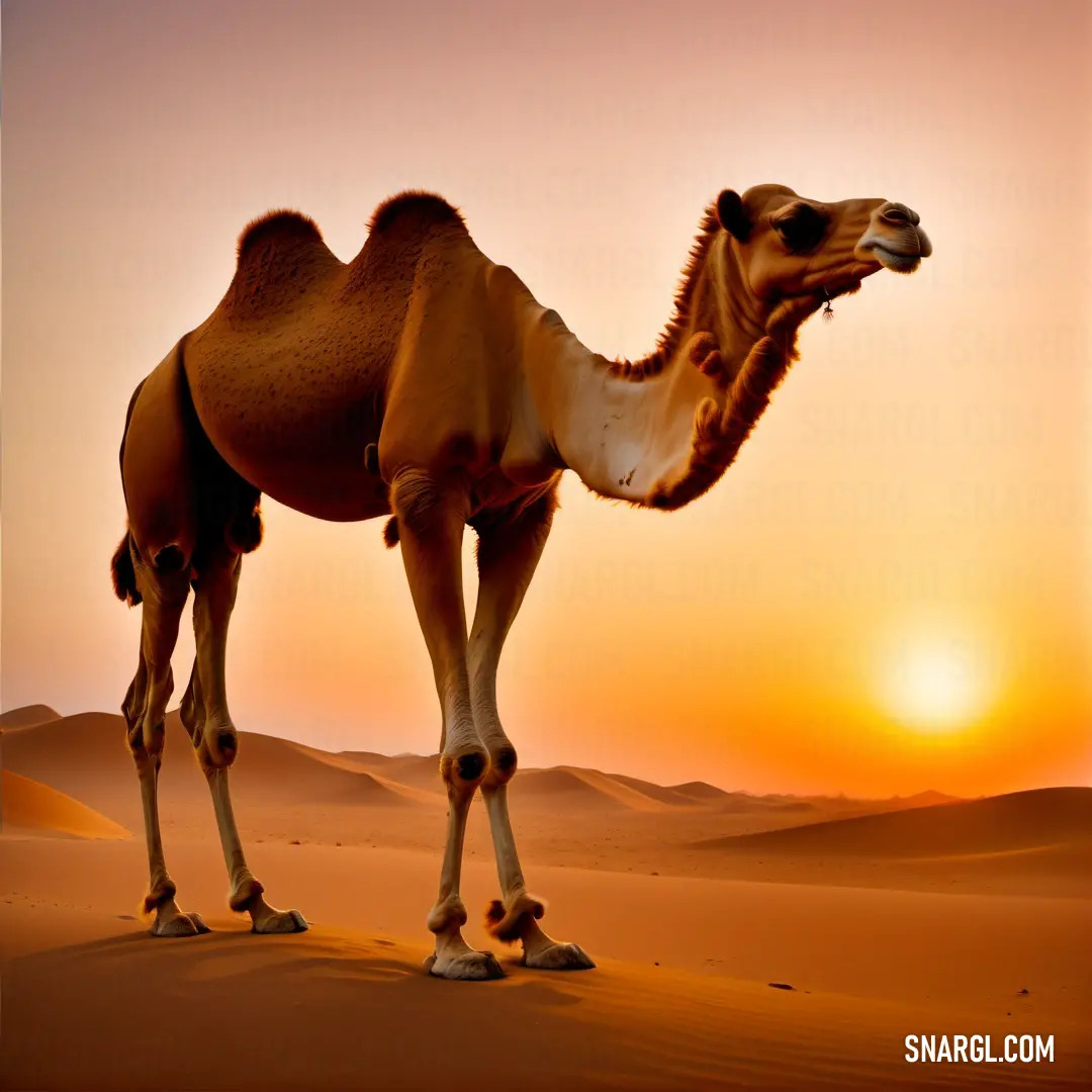 Camel standing in the desert at sunset with its mouth open and it's head turned to the side
