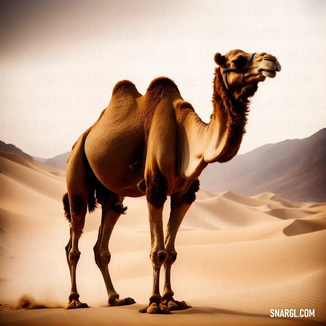 Camel standing in the desert with mountains in the background