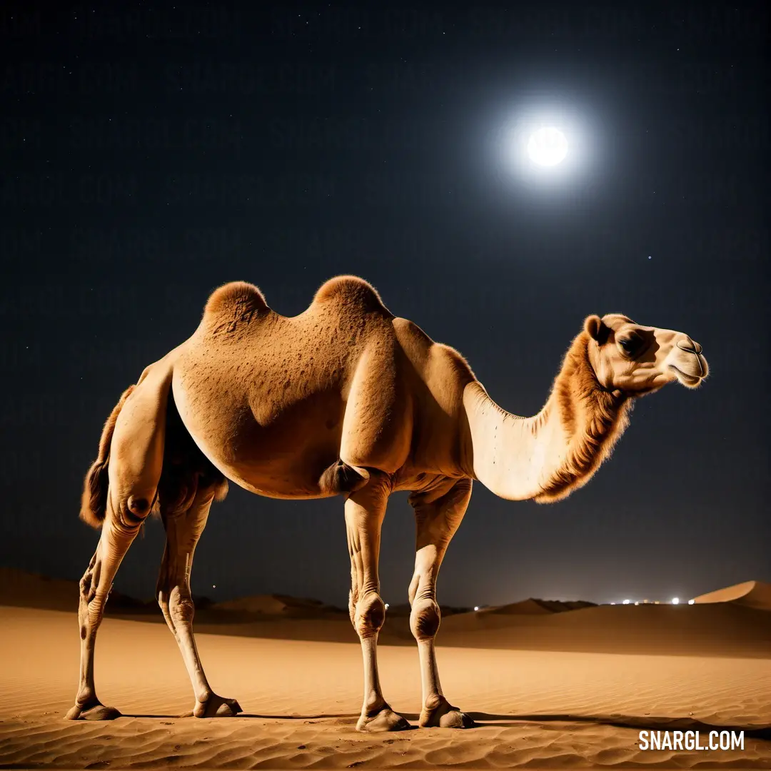 Camel standing in the desert at night with a full moon in the background