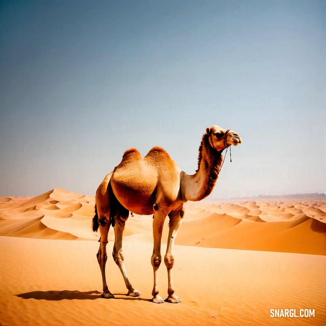 Camel standing in the middle of a desert with sand dunes in the background