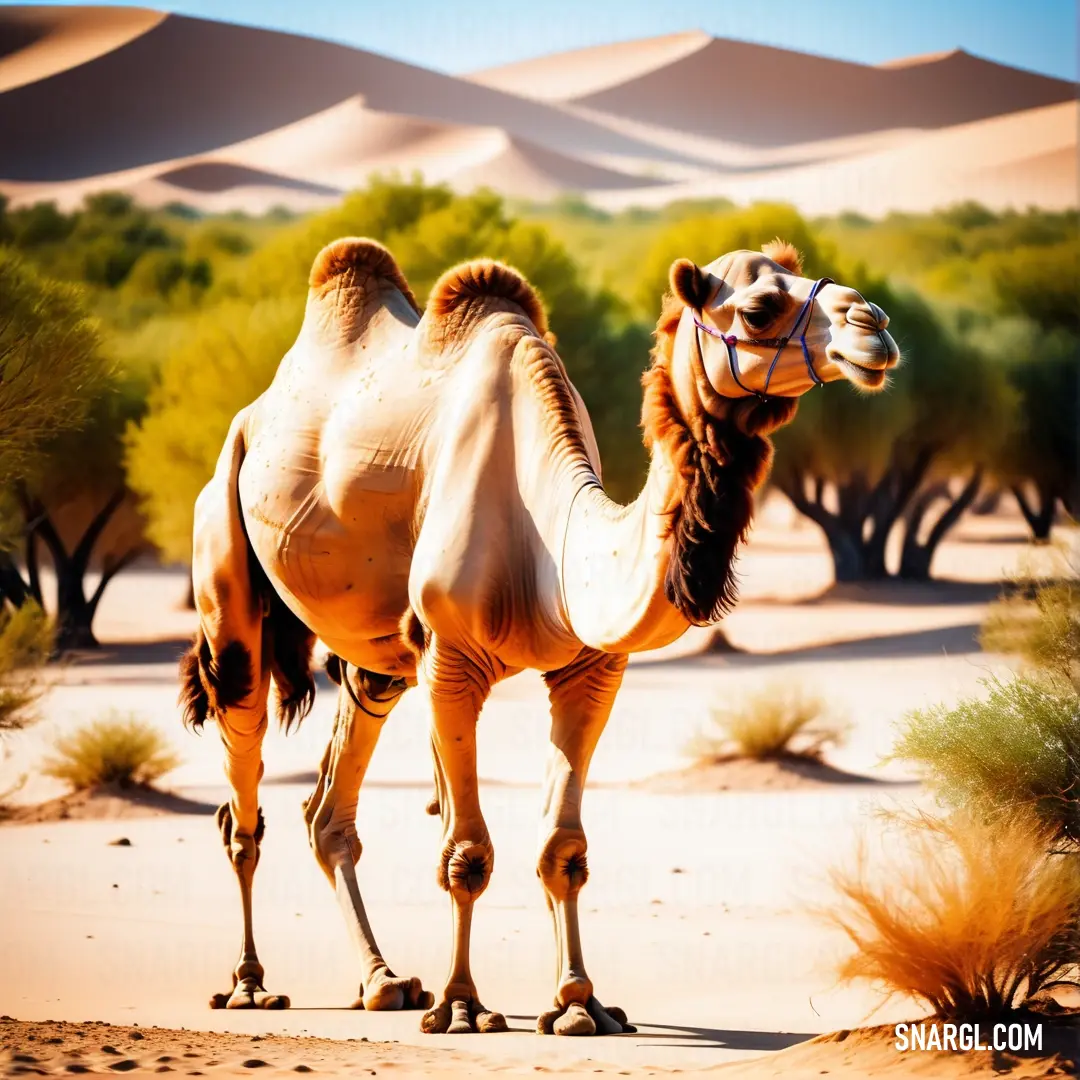 Camel walking in the desert with trees in the background