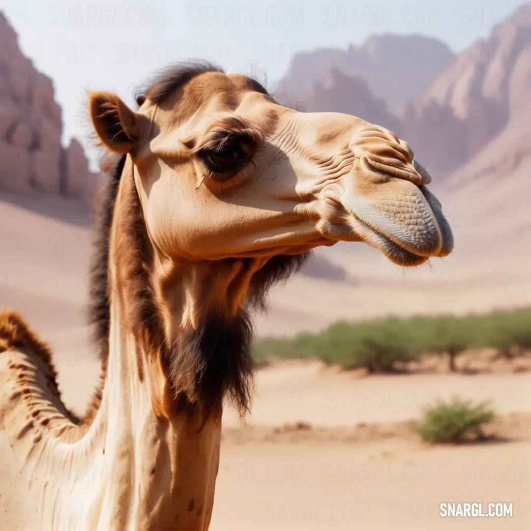 Camel with a long neck and a long nose standing in the desert with mountains in the background