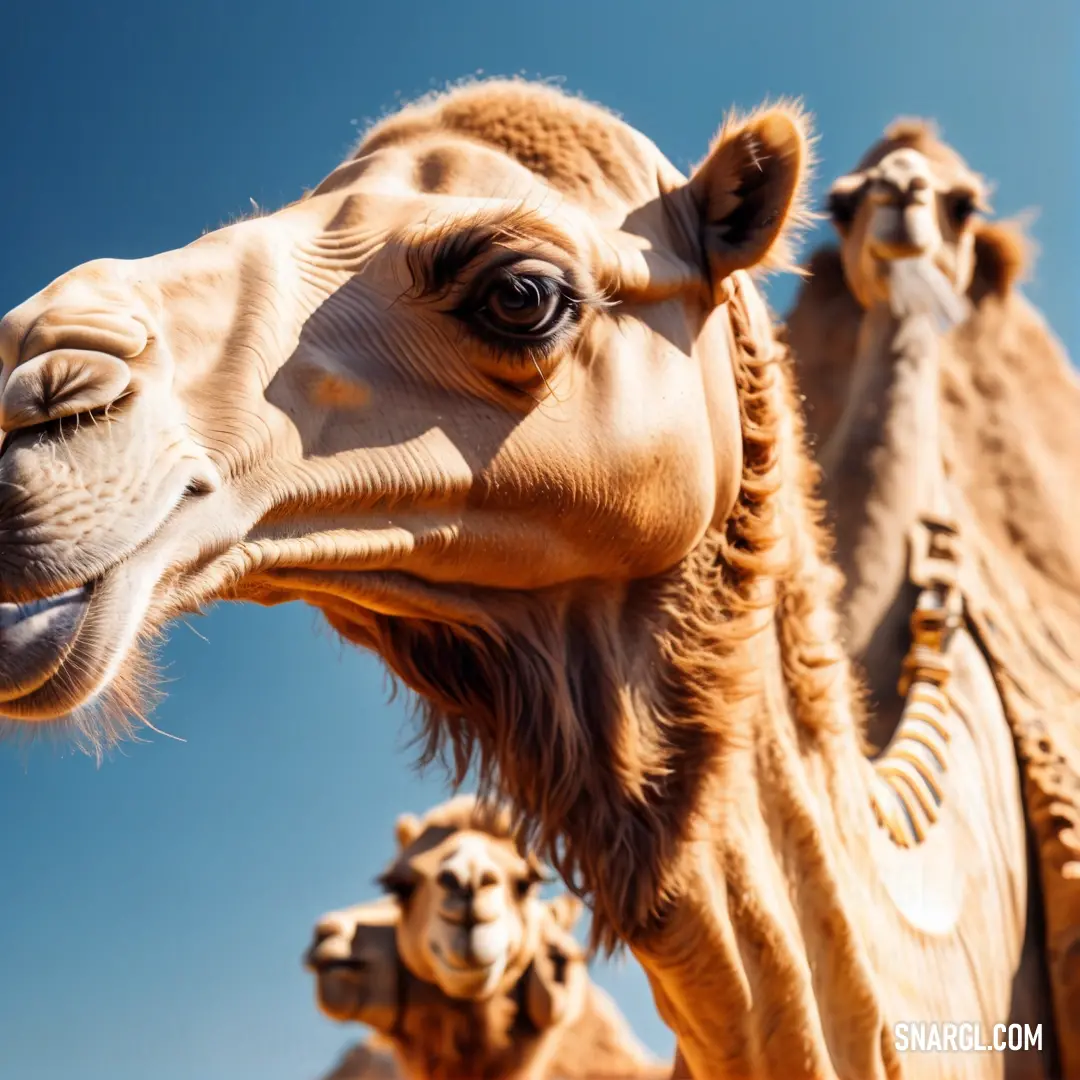 Camel with a sky background