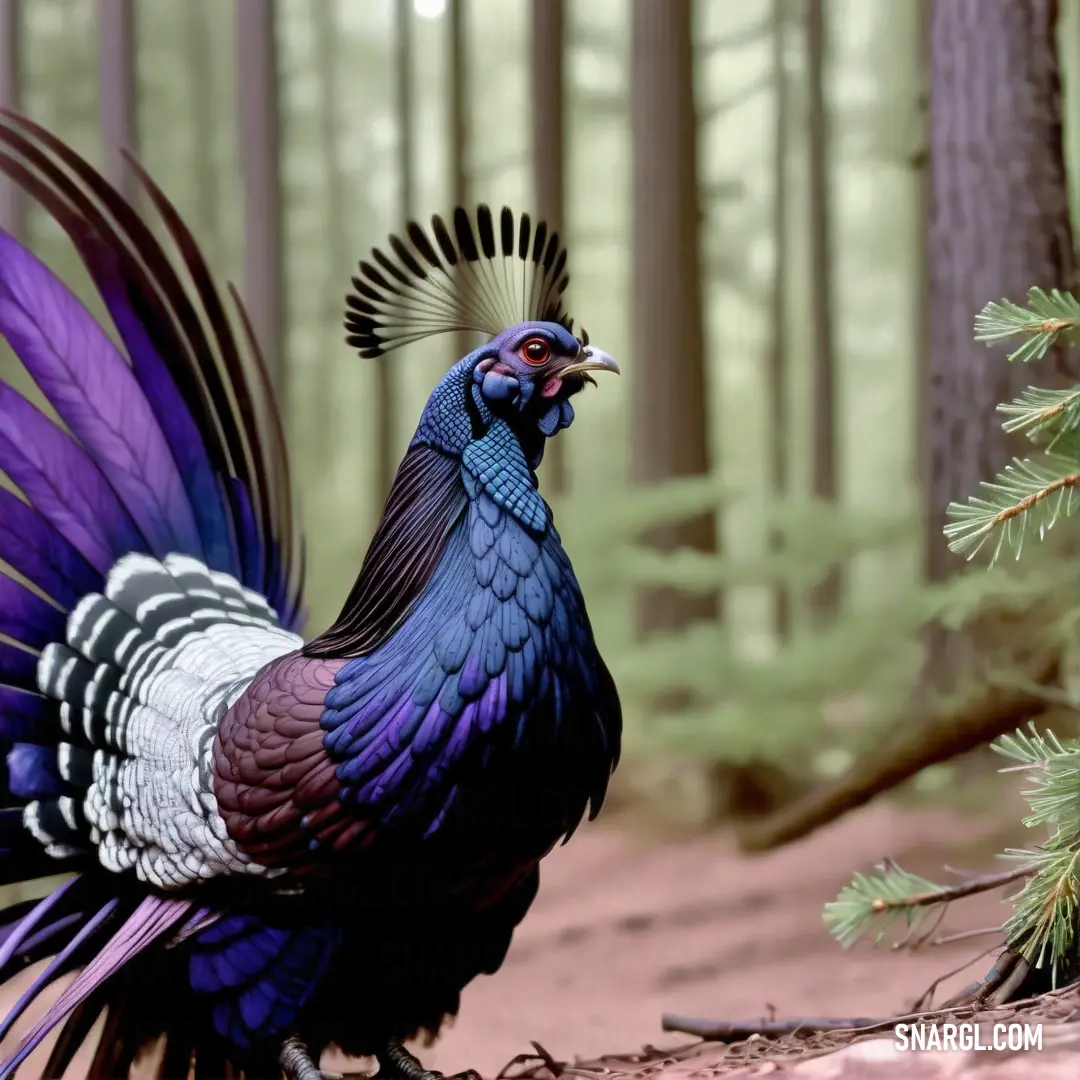 Colorful Capercaillie with a long tail standing in the woods near a pine tree and pine cones on the ground