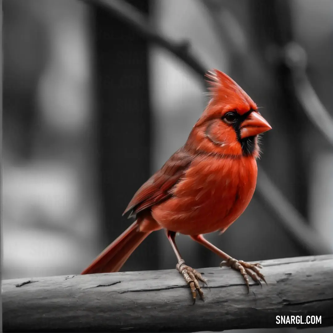 A red cardinal sitting calmly on a bare branch in a forest, with the scene filtered through a stunning black-and-white backdrop that highlights the bird's vibrant color. The soft contrast emphasizes the bird’s delicate features against the quiet, m