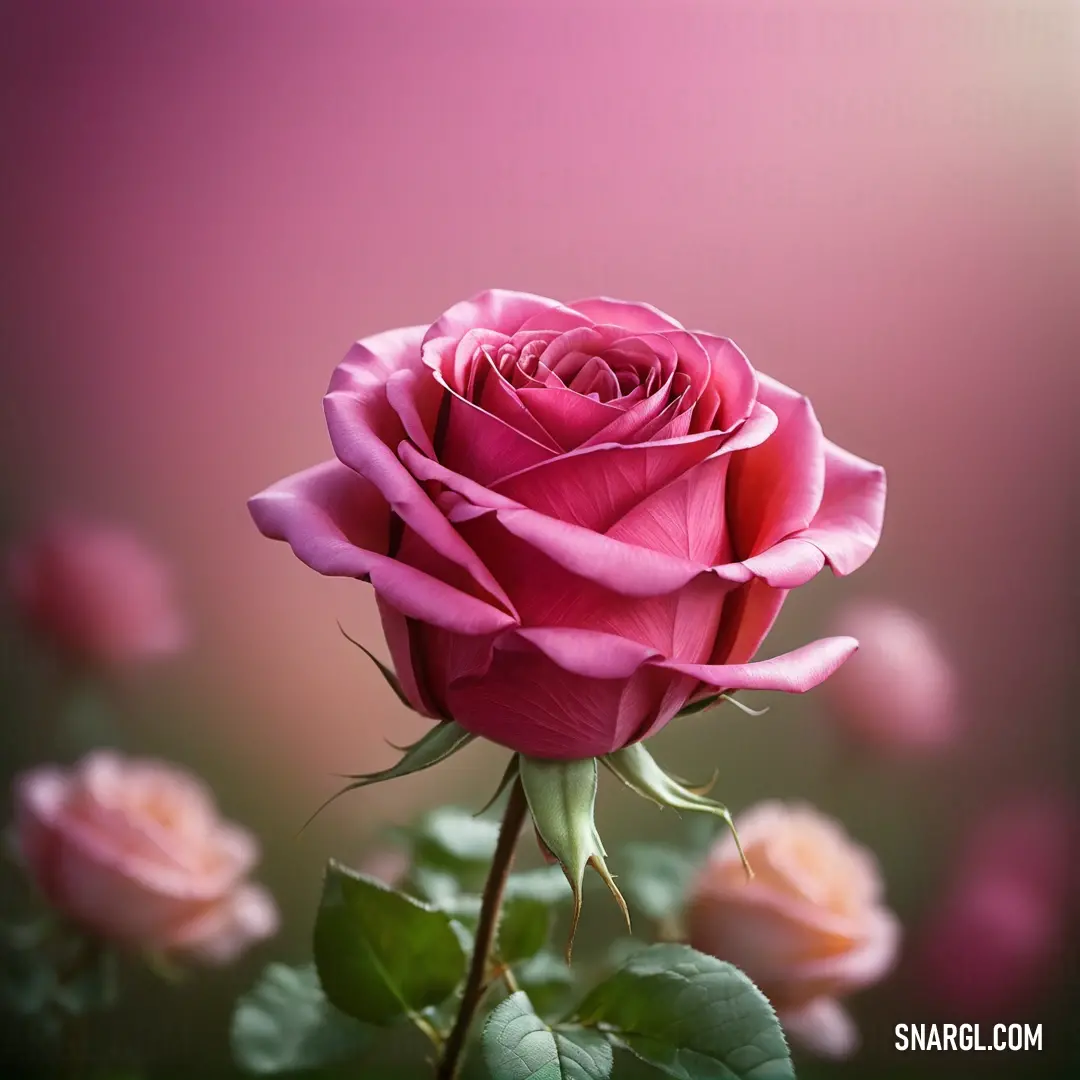 Pink rose