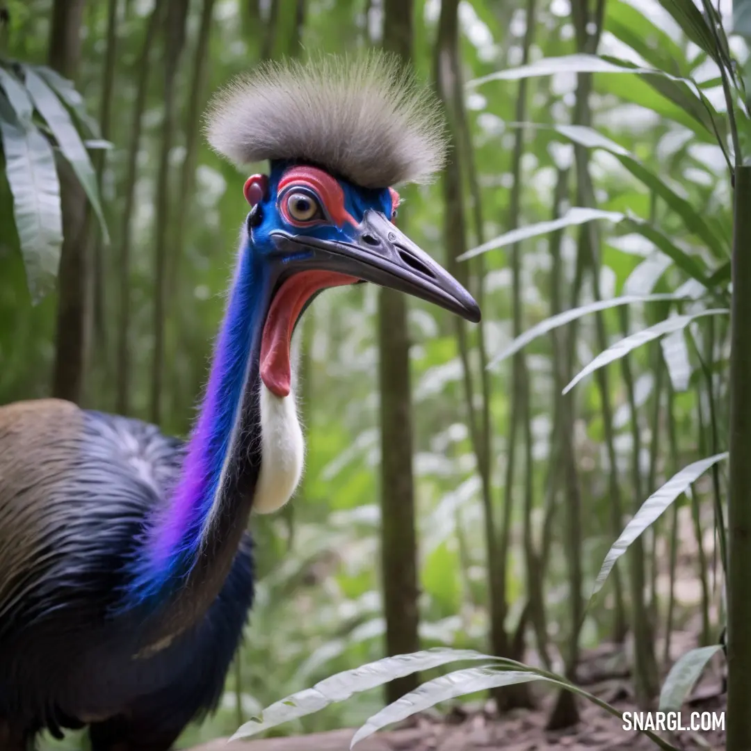 Cassowary with a long neck and a long bill standing in a forest of bamboo trees and tall grass