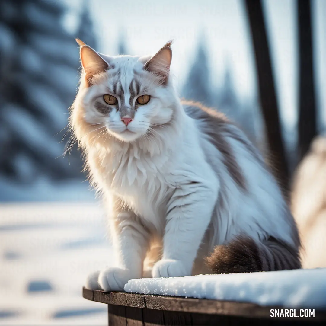 Cat on a wooden bench in the snow outside in the winter time