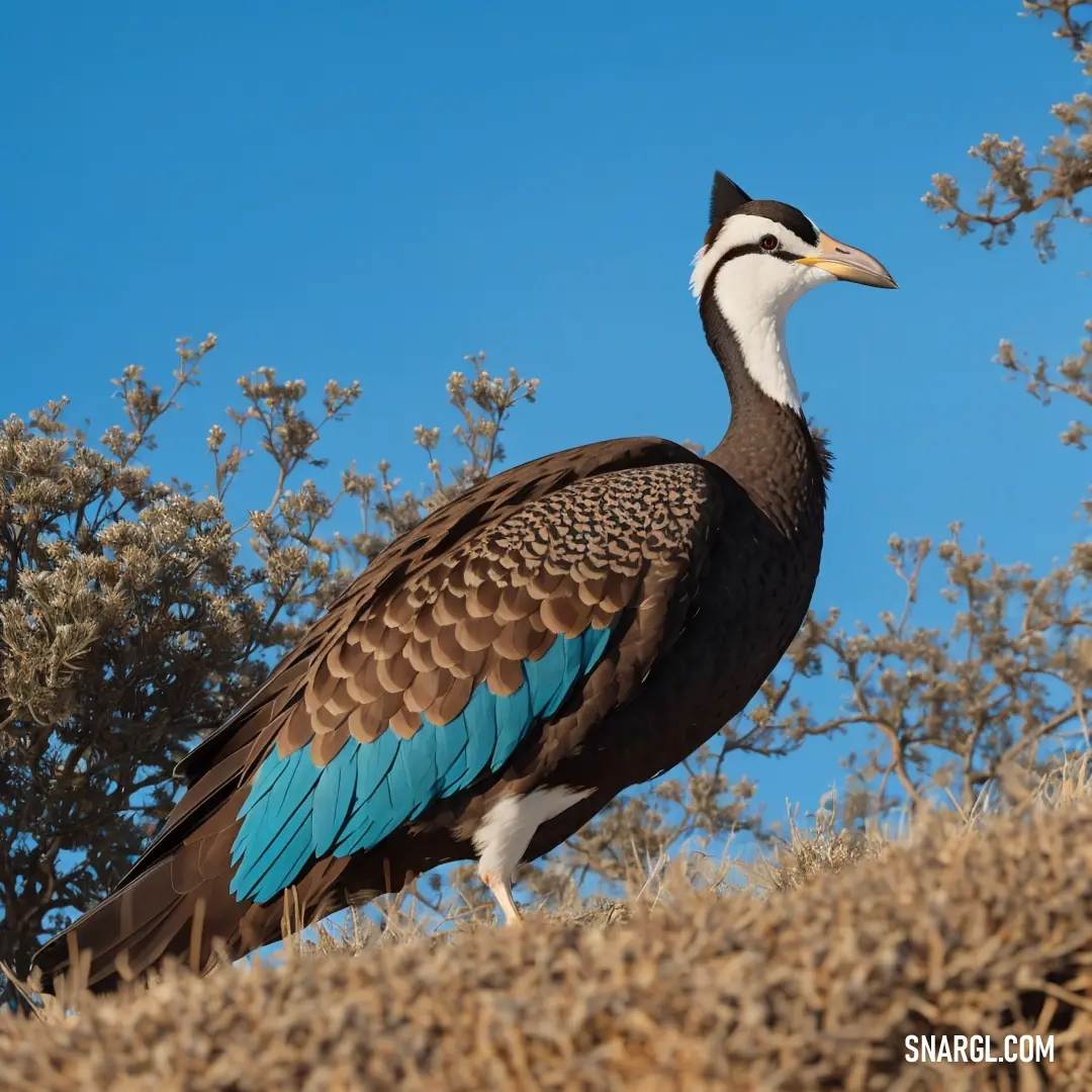 Bird with a blue and brown tail standing on a hill with trees in the background