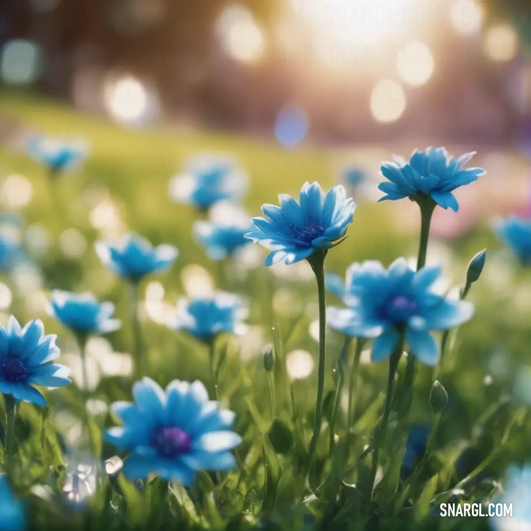 Field of blue flowers with the sun shining in the background. Color RGB 73,151,208.