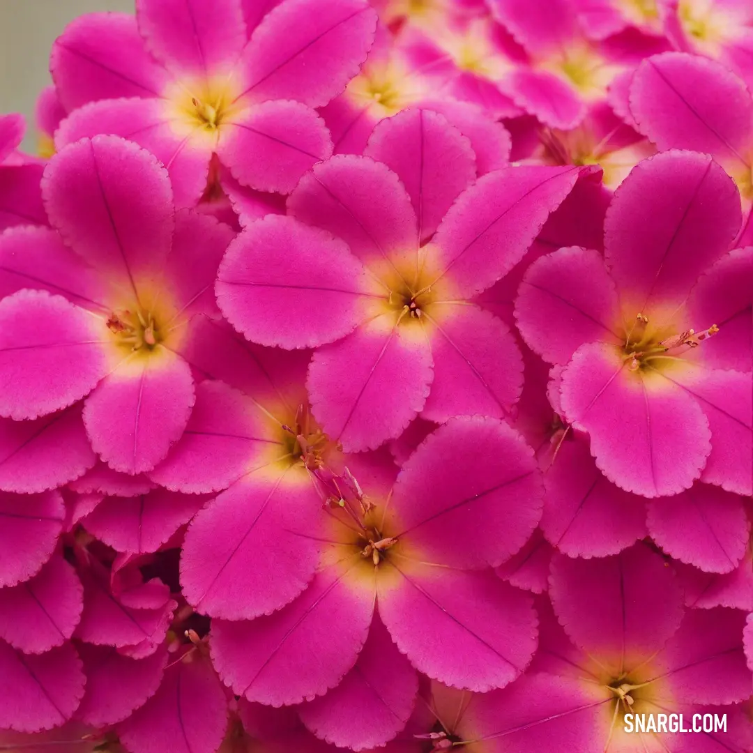 Bunch of pink flowers with yellow centers on them