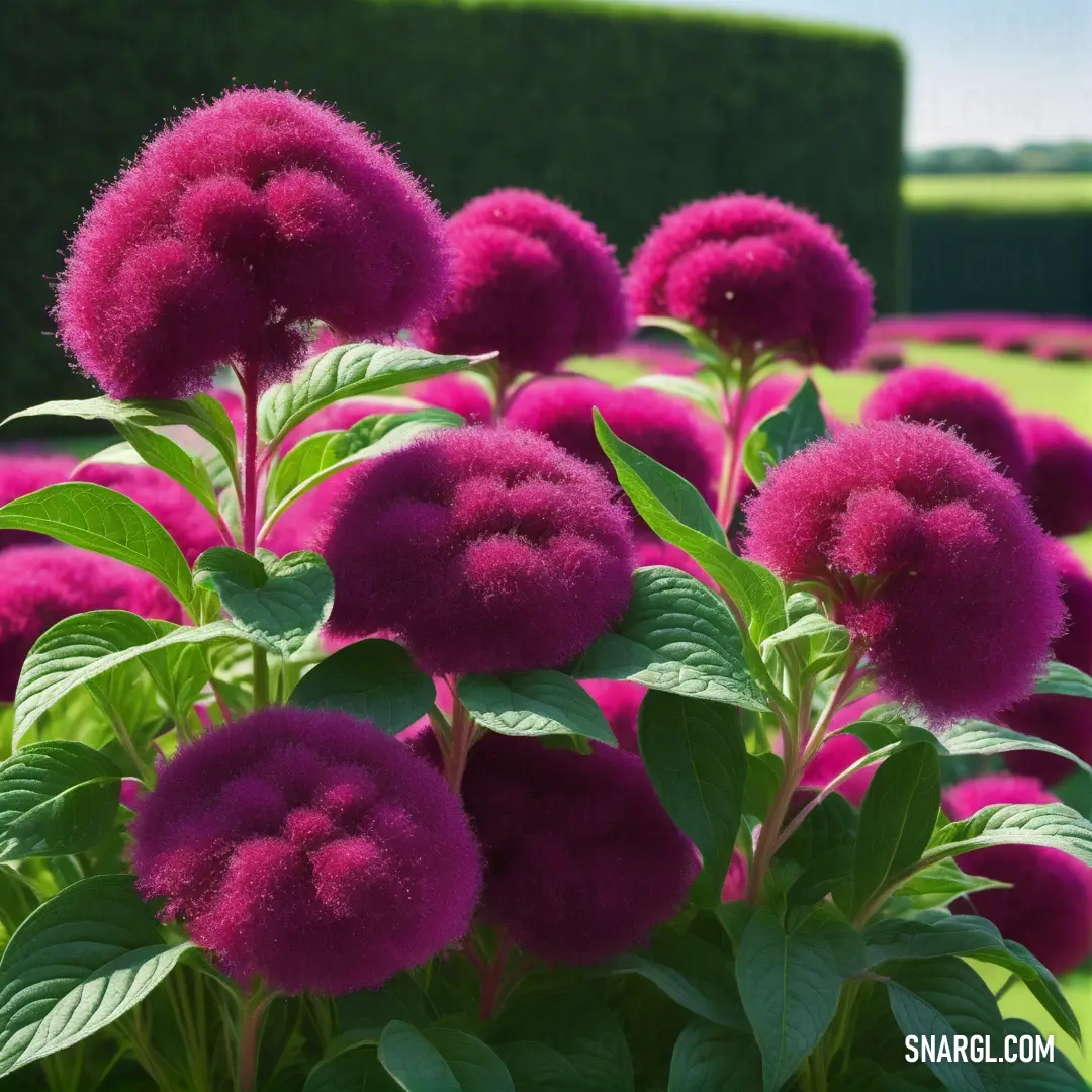 Cerise color example: Bunch of purple flowers in a garden with green leaves and a building in the background