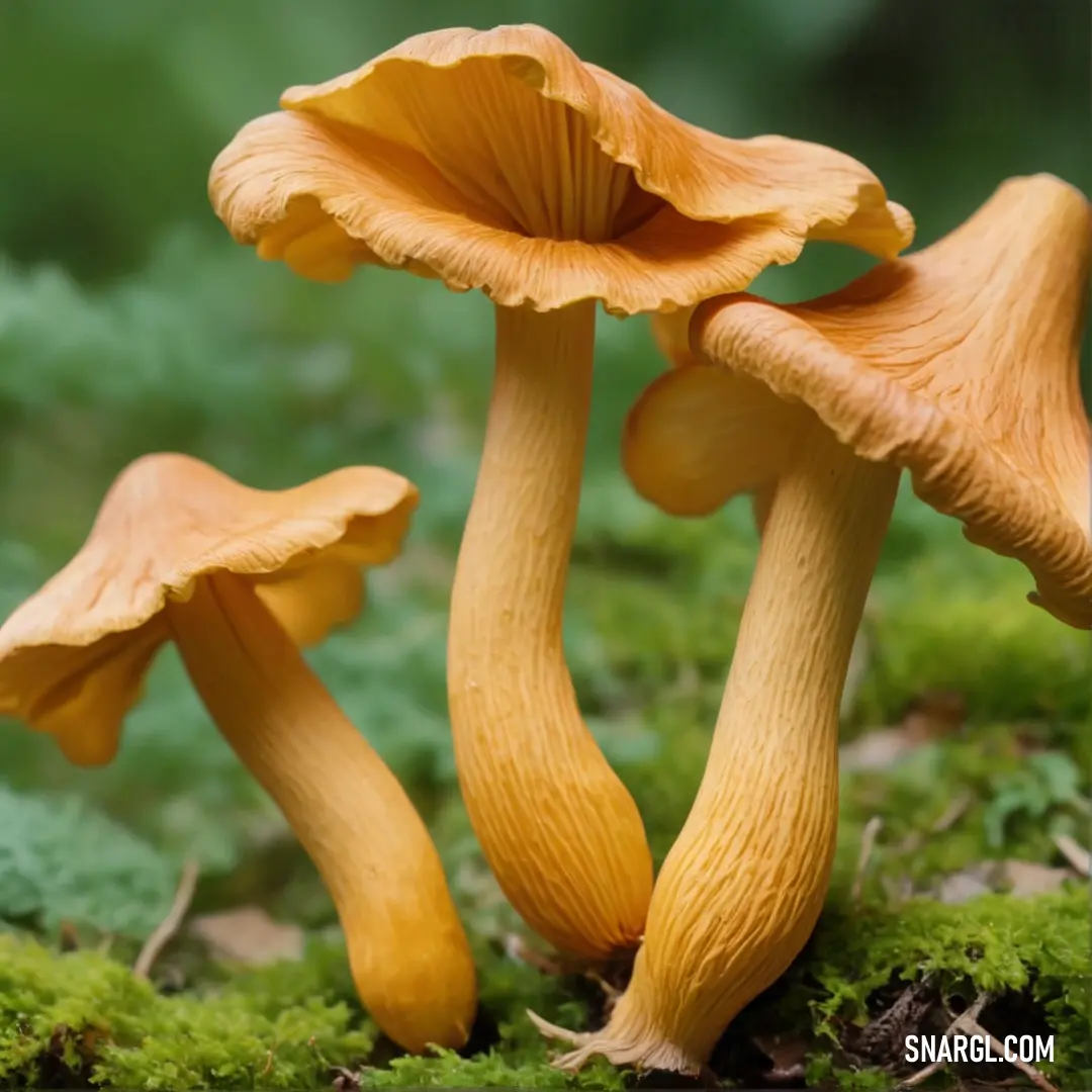 Group of mushrooms on top of a lush green field of grass and dirt covered ground with leaves