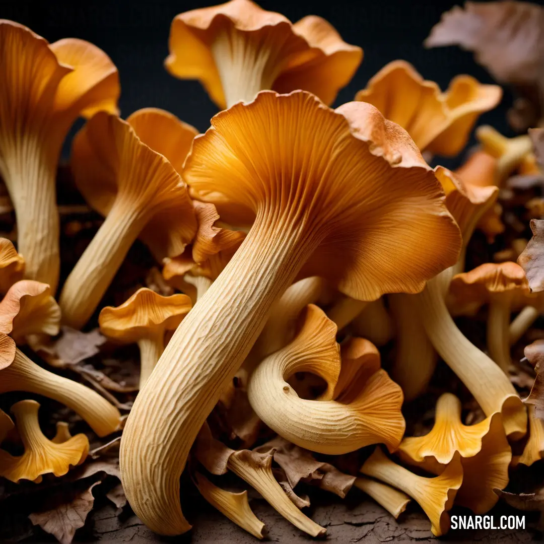 Group of mushrooms that are on the ground together, with leaves around them