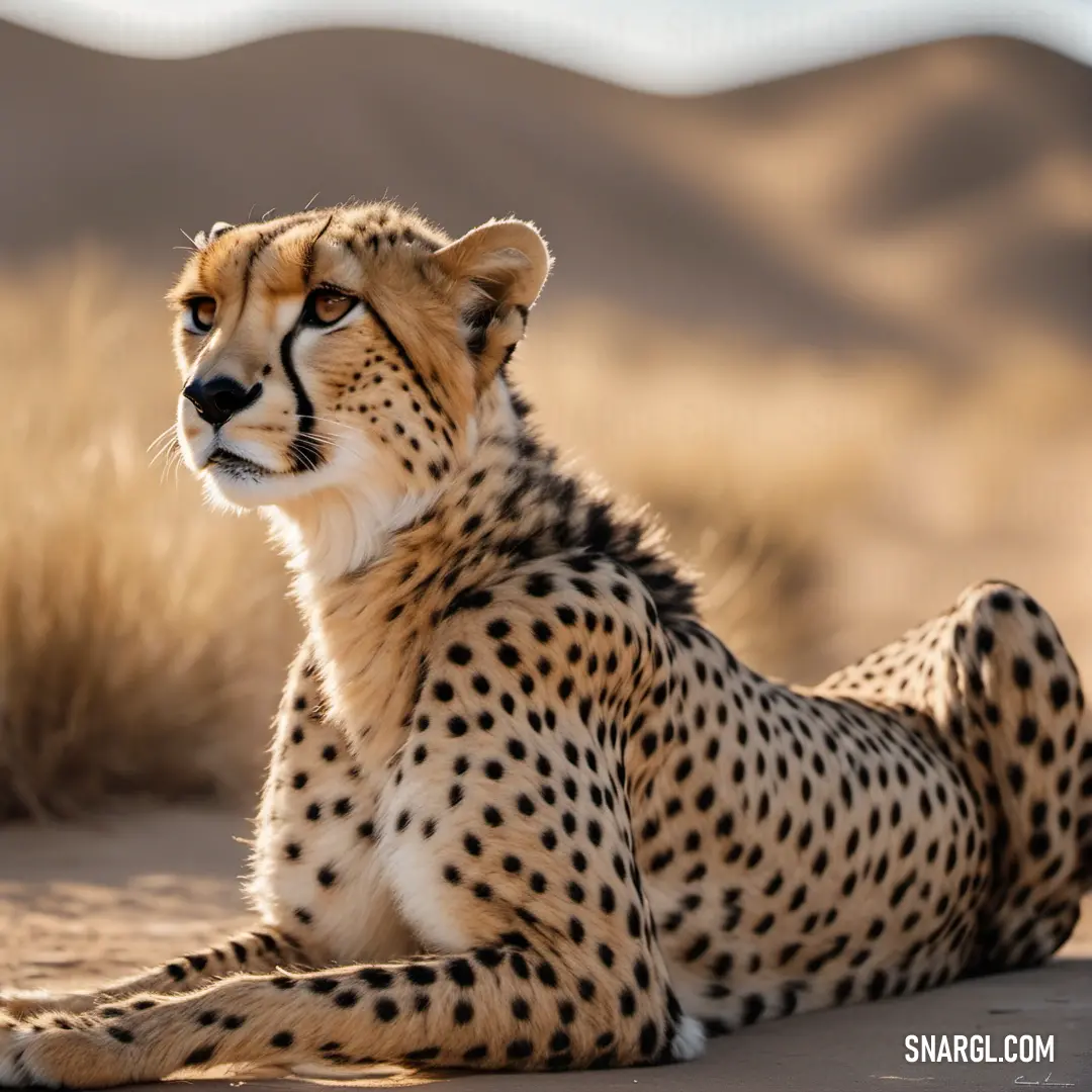 Cheetah in the desert looking at something in the distance with a mountain in the background