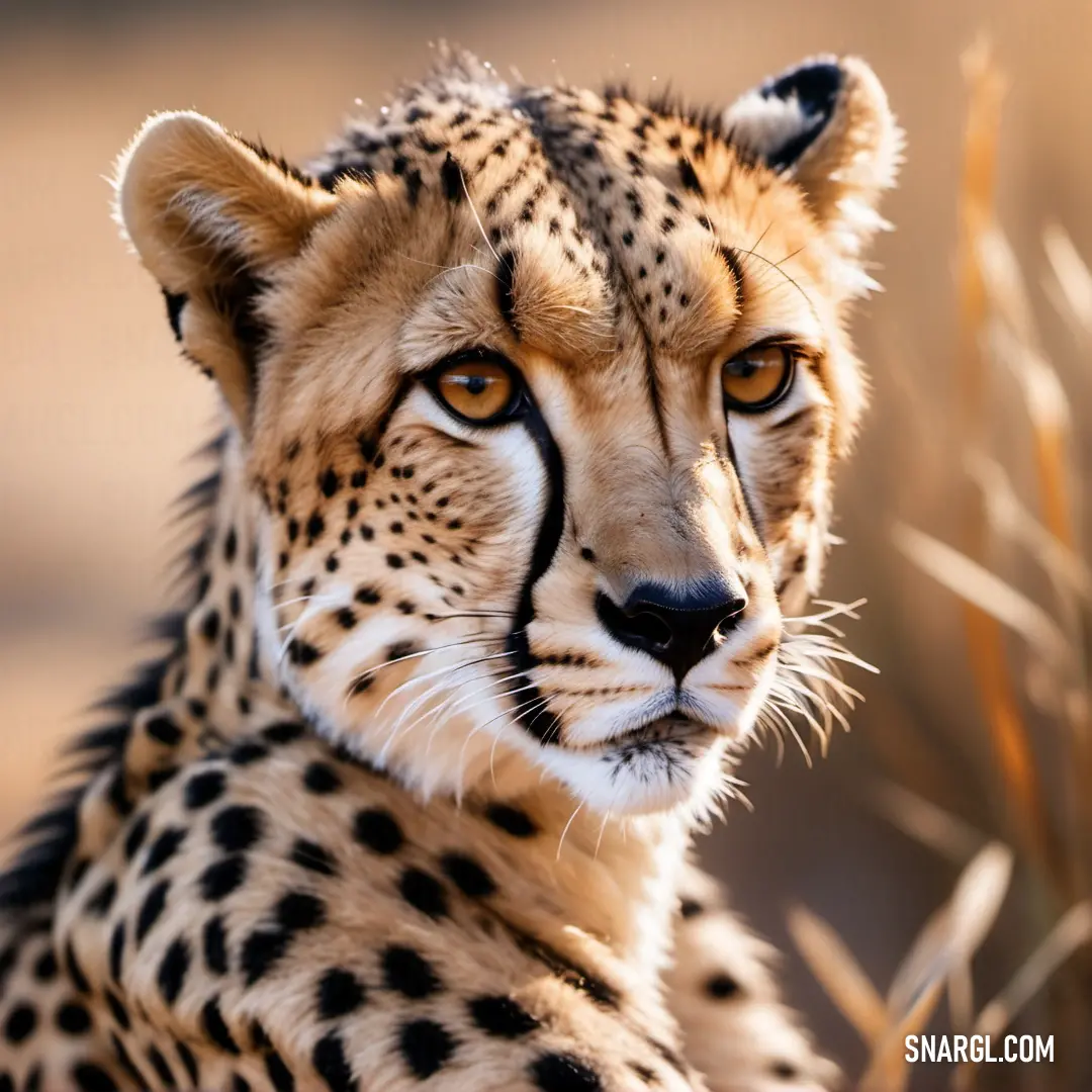 Cheetah is in a field of tall grass and looking at the camera with a serious look on his face