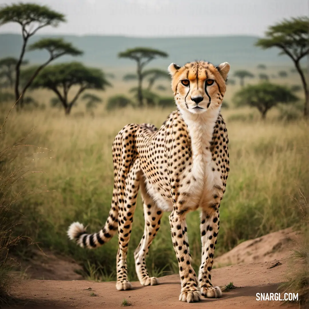 Cheetah standing on a dirt road in the wild with trees in the background