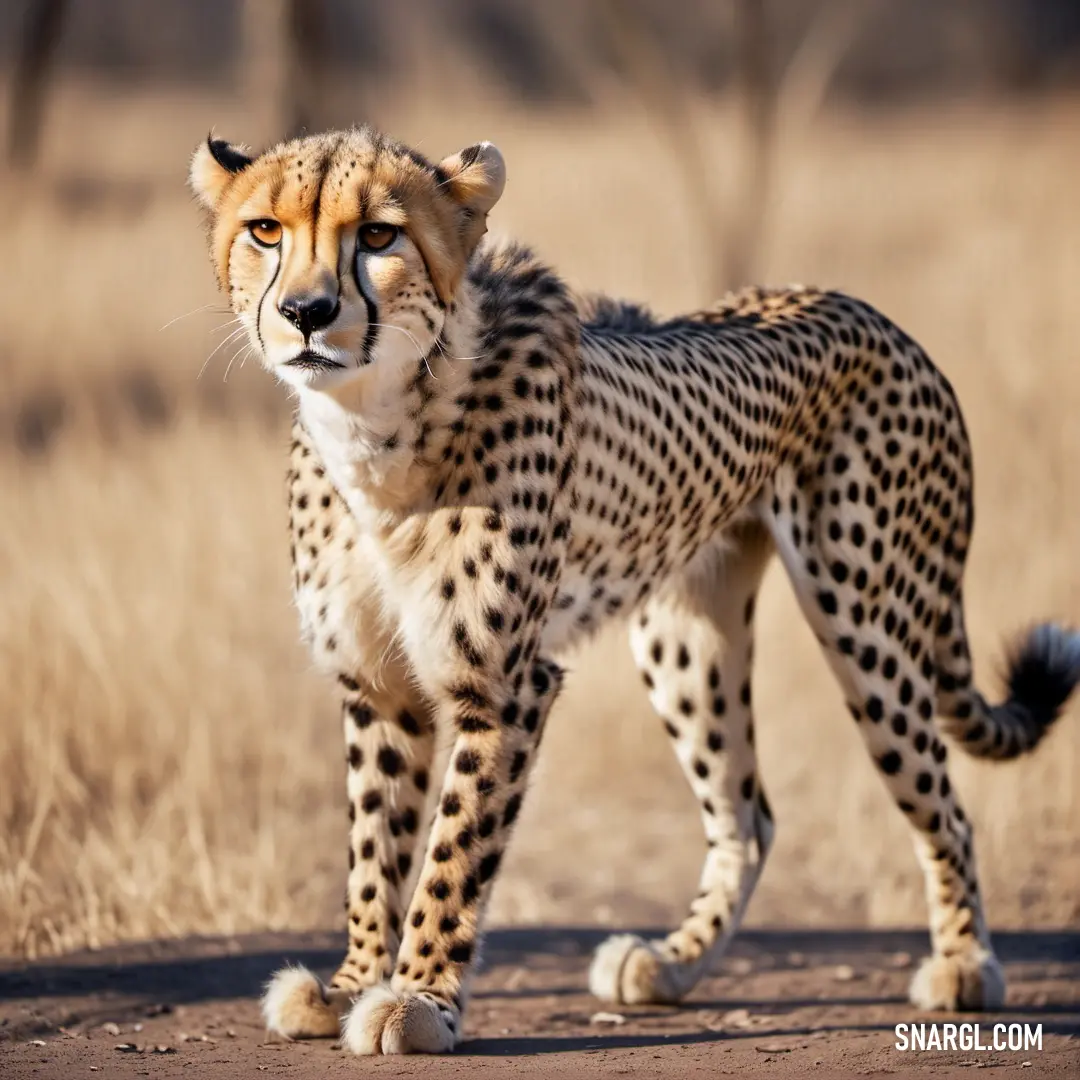 Cheetah standing on a dirt road in the wild with grass in the background