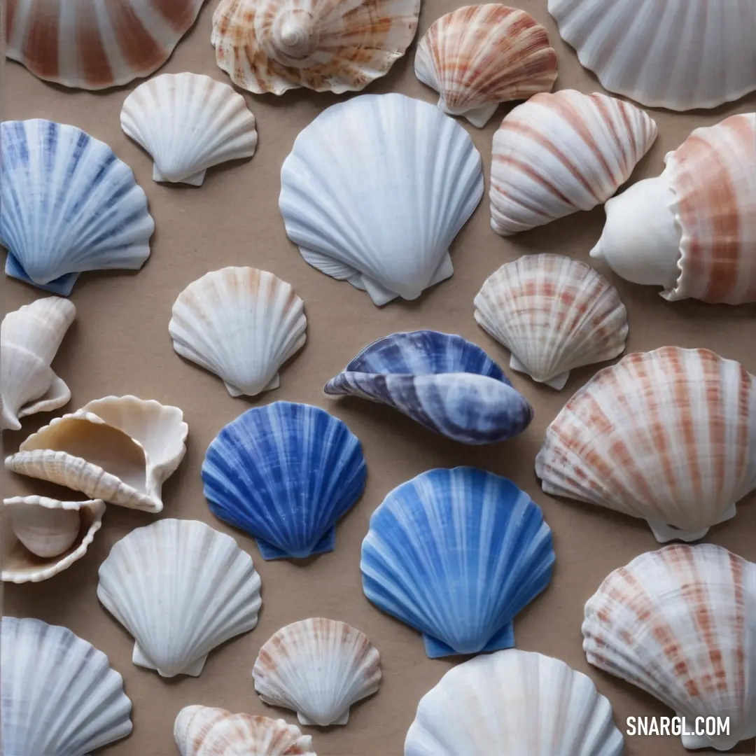 Bunch of sea shells are laying on a table together