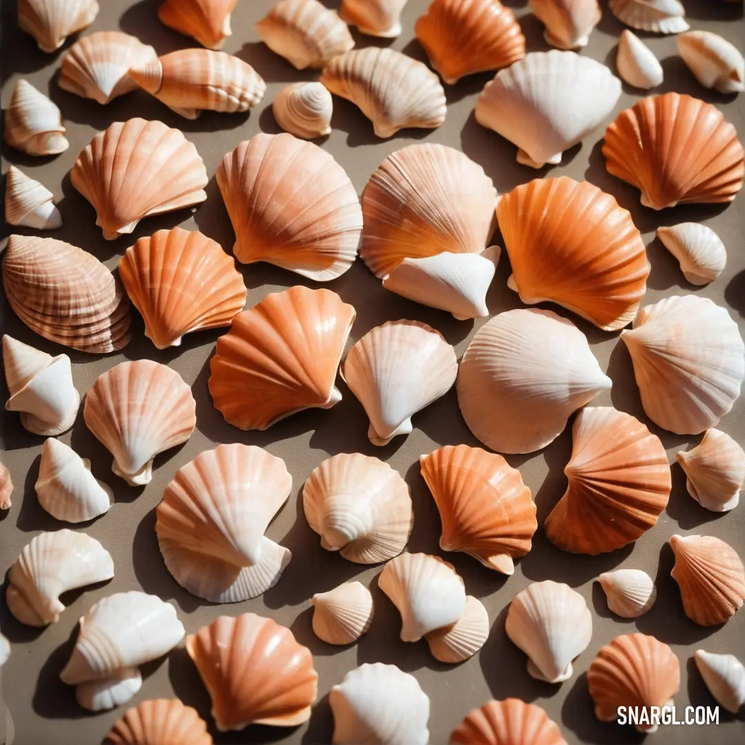 Bunch of sea shells are on a tray together, some of them are orange and white