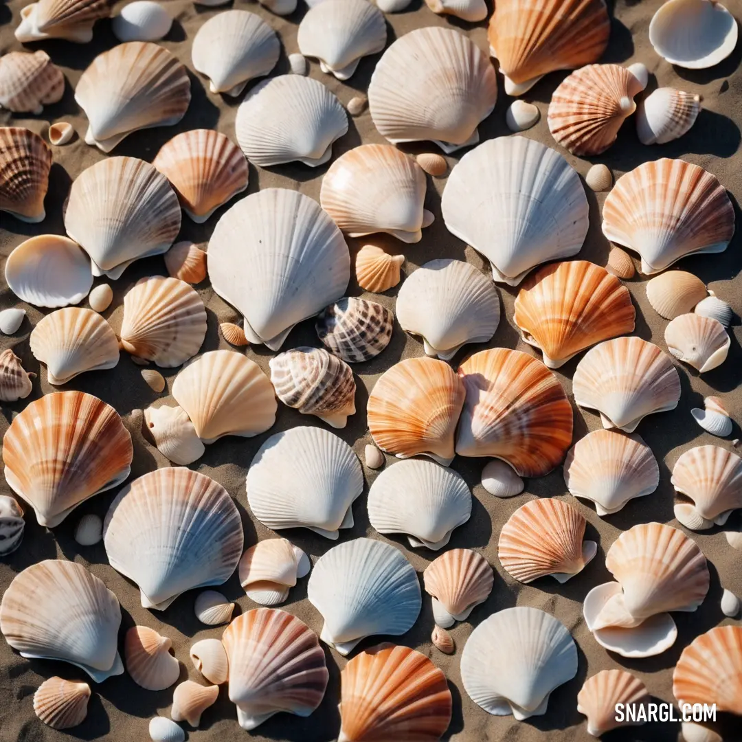 Bunch of shells are laying on the sand together