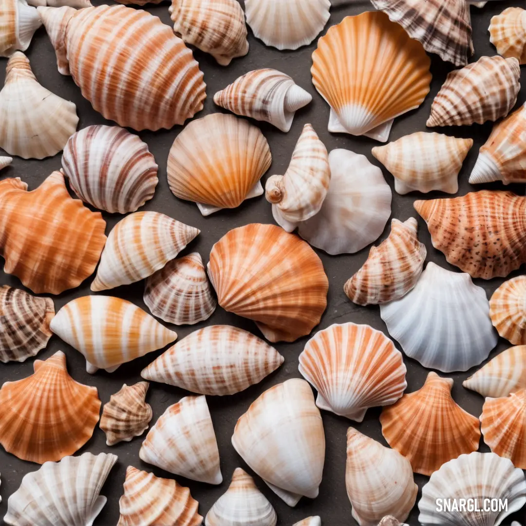 Group of sea shells are arranged in a pattern on a surface, including one shell