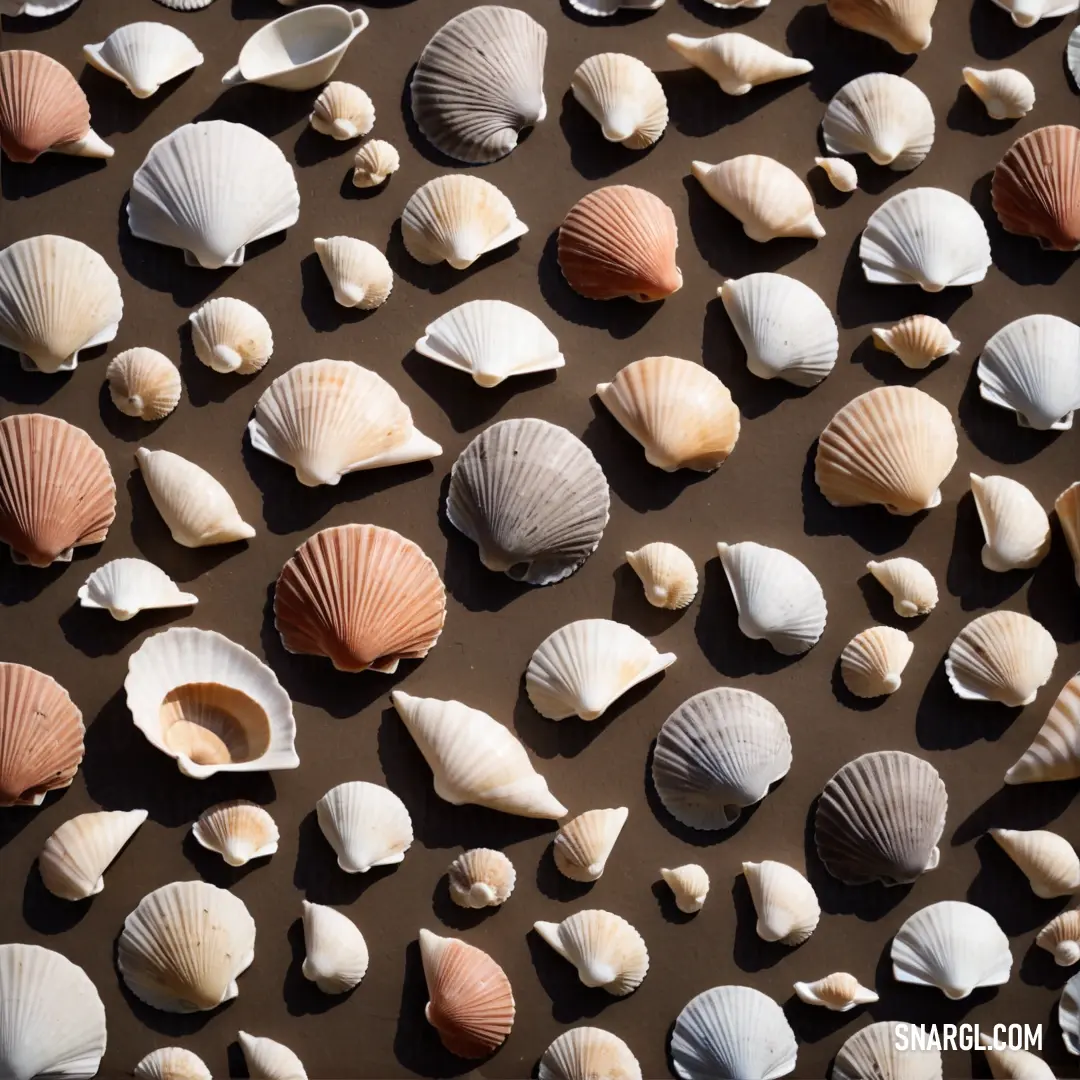 Group of sea shells on a brown surface