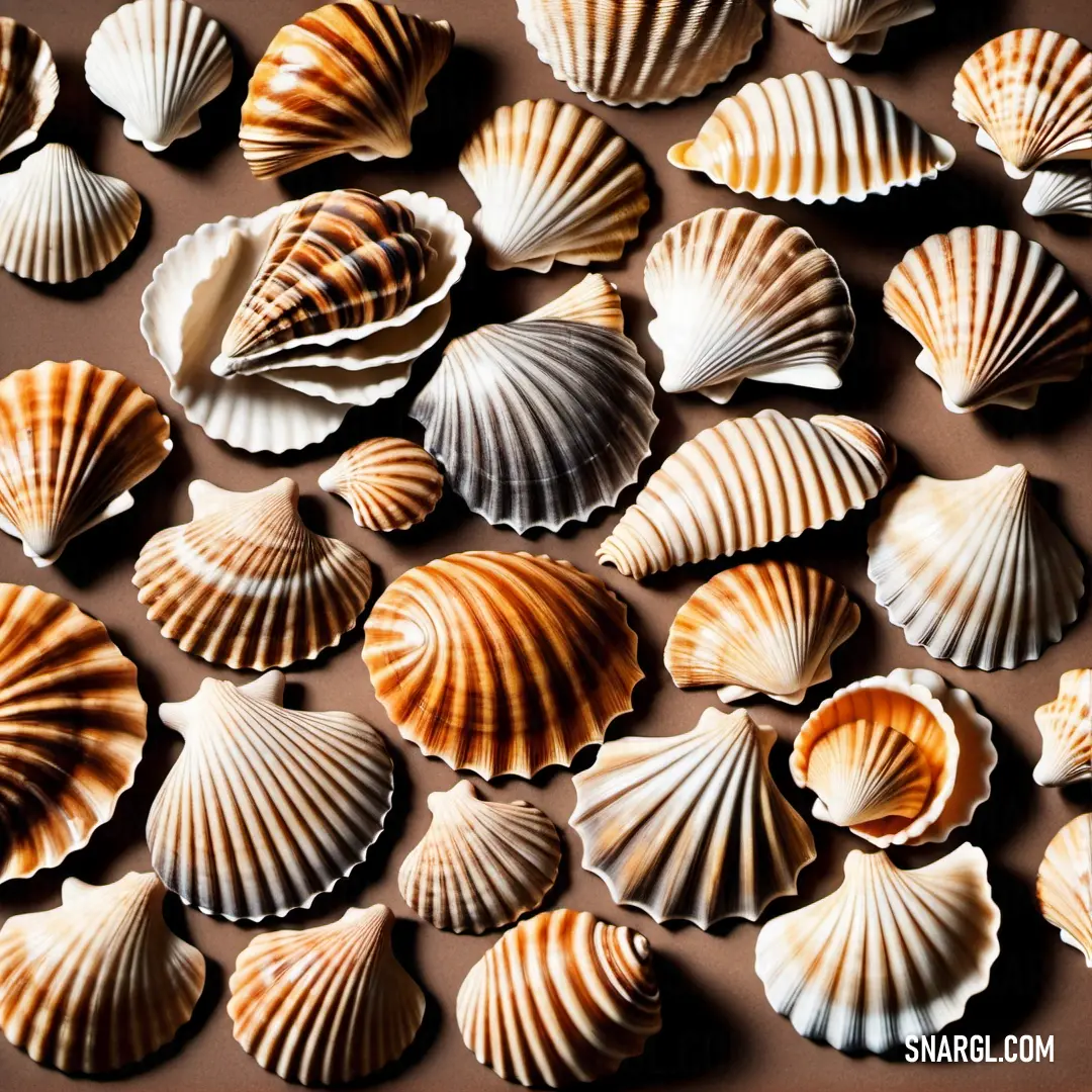 Group of sea shells on a brown surface with a brown background