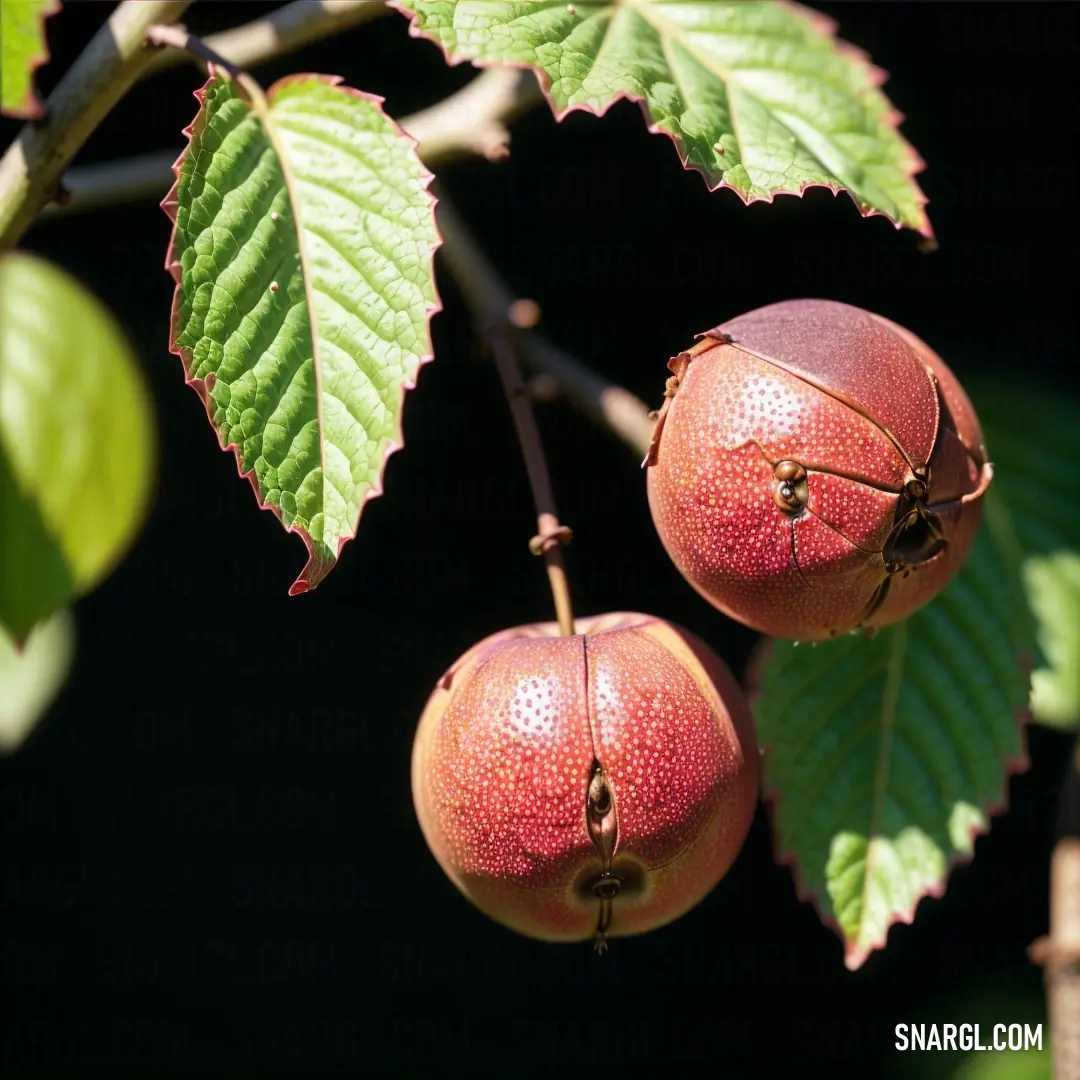 Close up of two fruit on a tree branch with leaves in the background. Color #E34234.