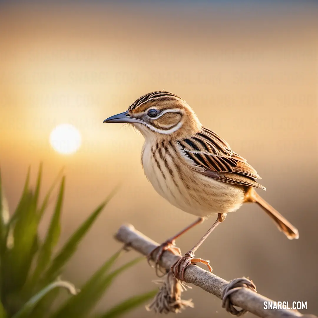 Cisticola on a branch with the sun in the background