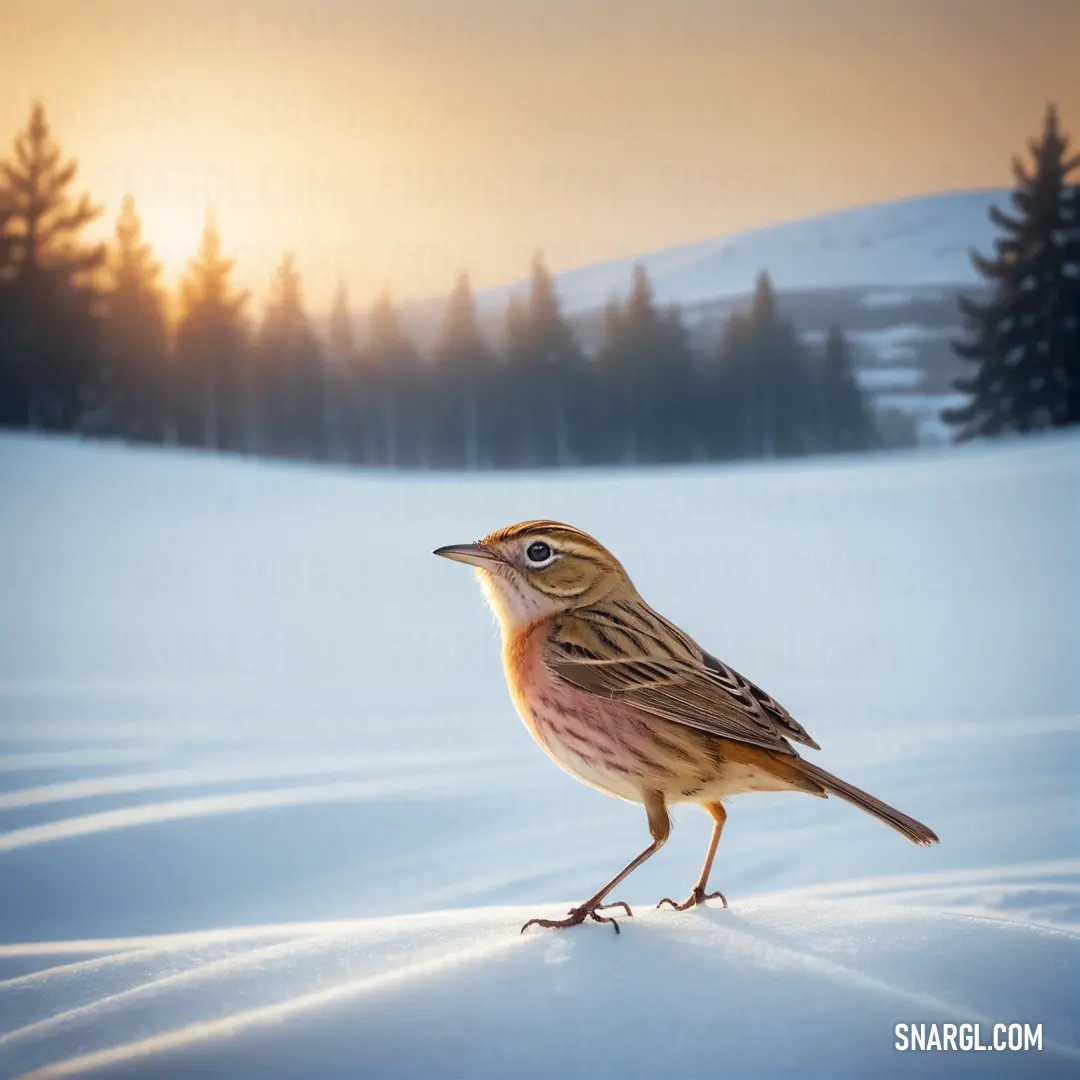 Cisticola standing on a snowy surface in the sun light, with trees in the background