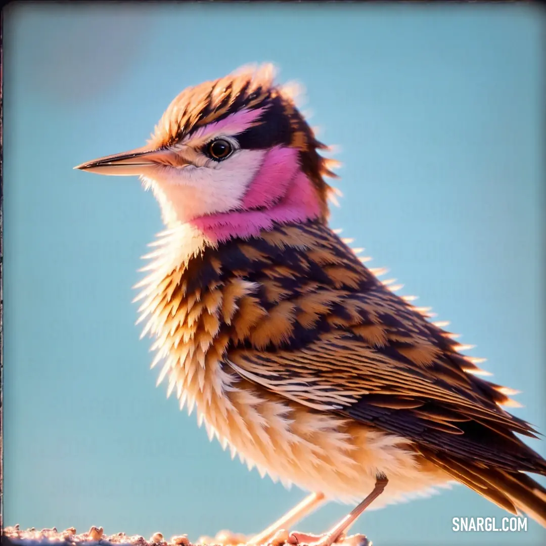 Cisticola with a pink and black head and feathers on a branch with snow on it's sides